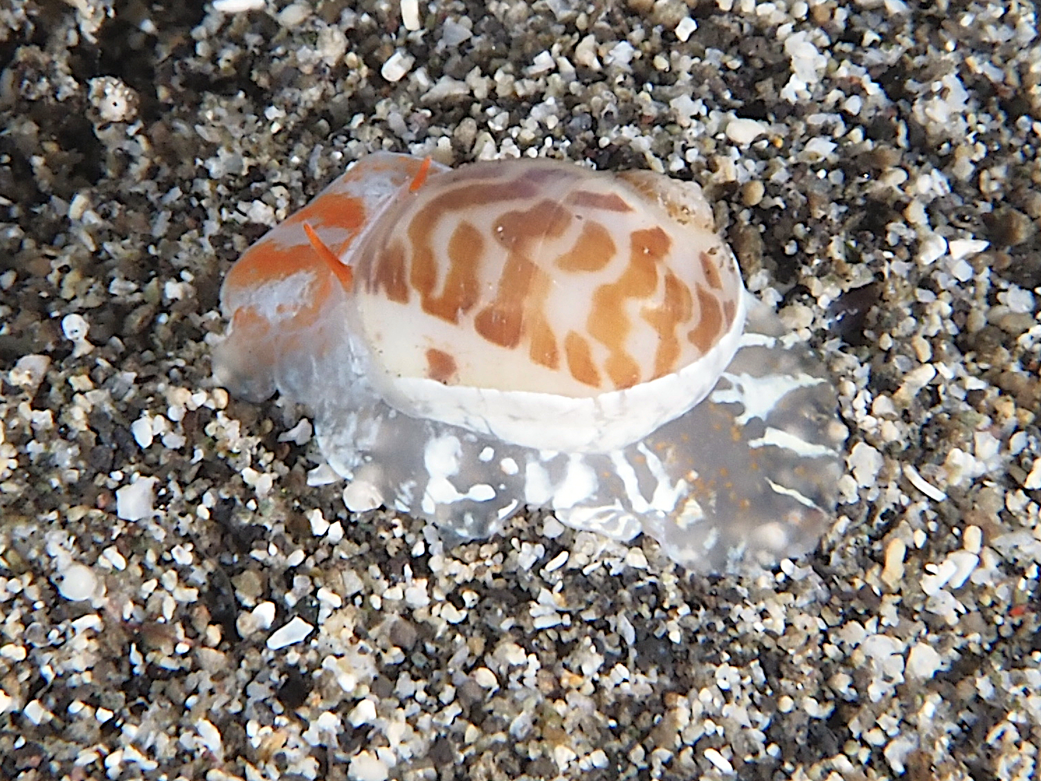 China Moon Snail - Naticarius onca