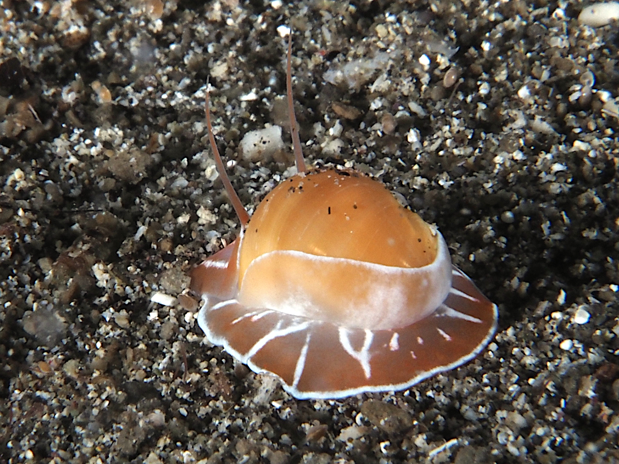 Oriental Moon Snail - Naticarius orientalis