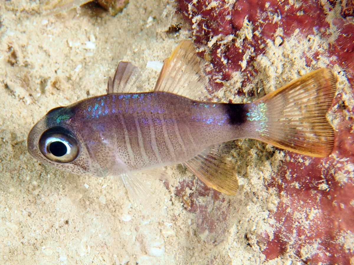Ghost Cardinalfish - Nectamia fusca