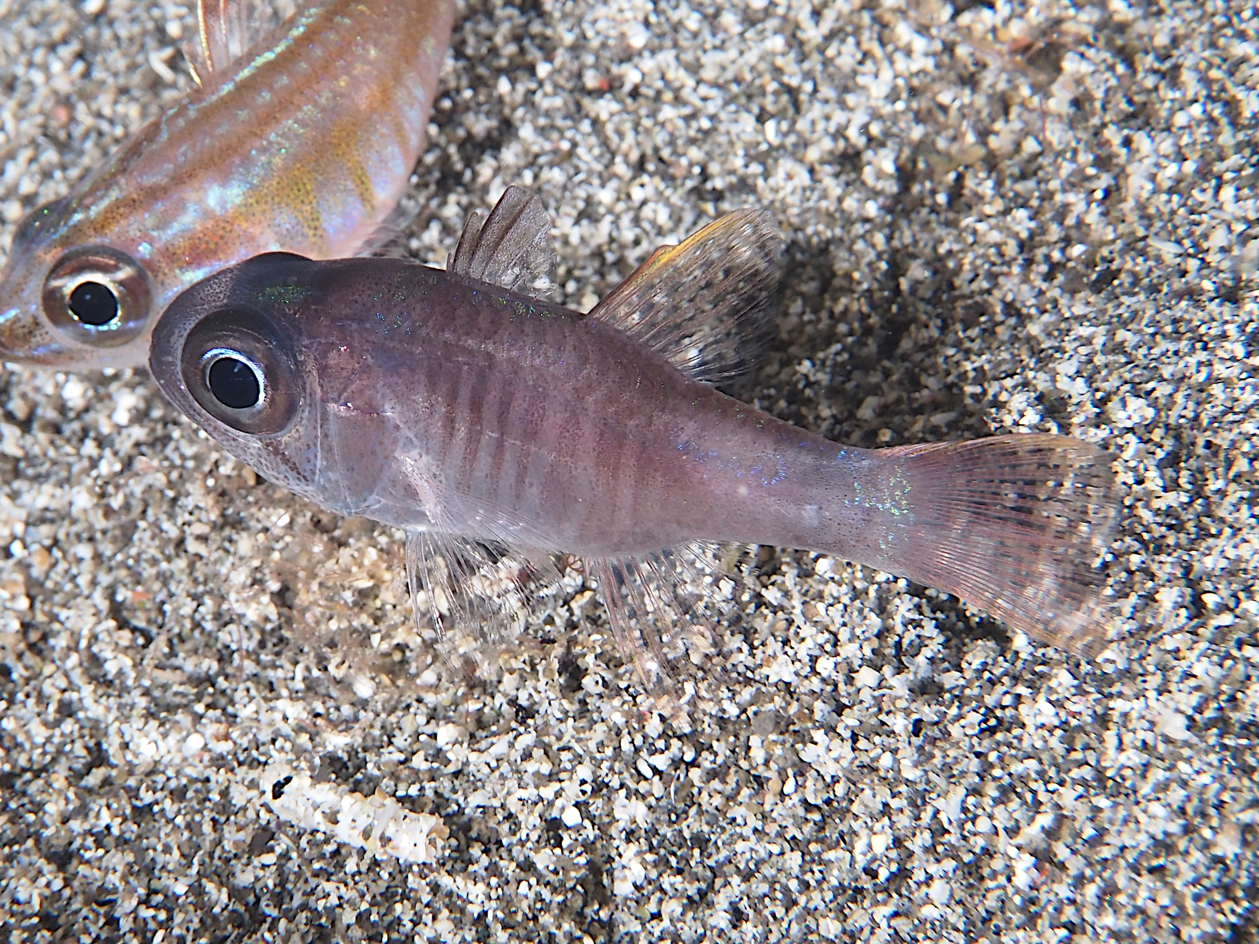 Multi-Barred Cardinalfish - Nectamia luxuria