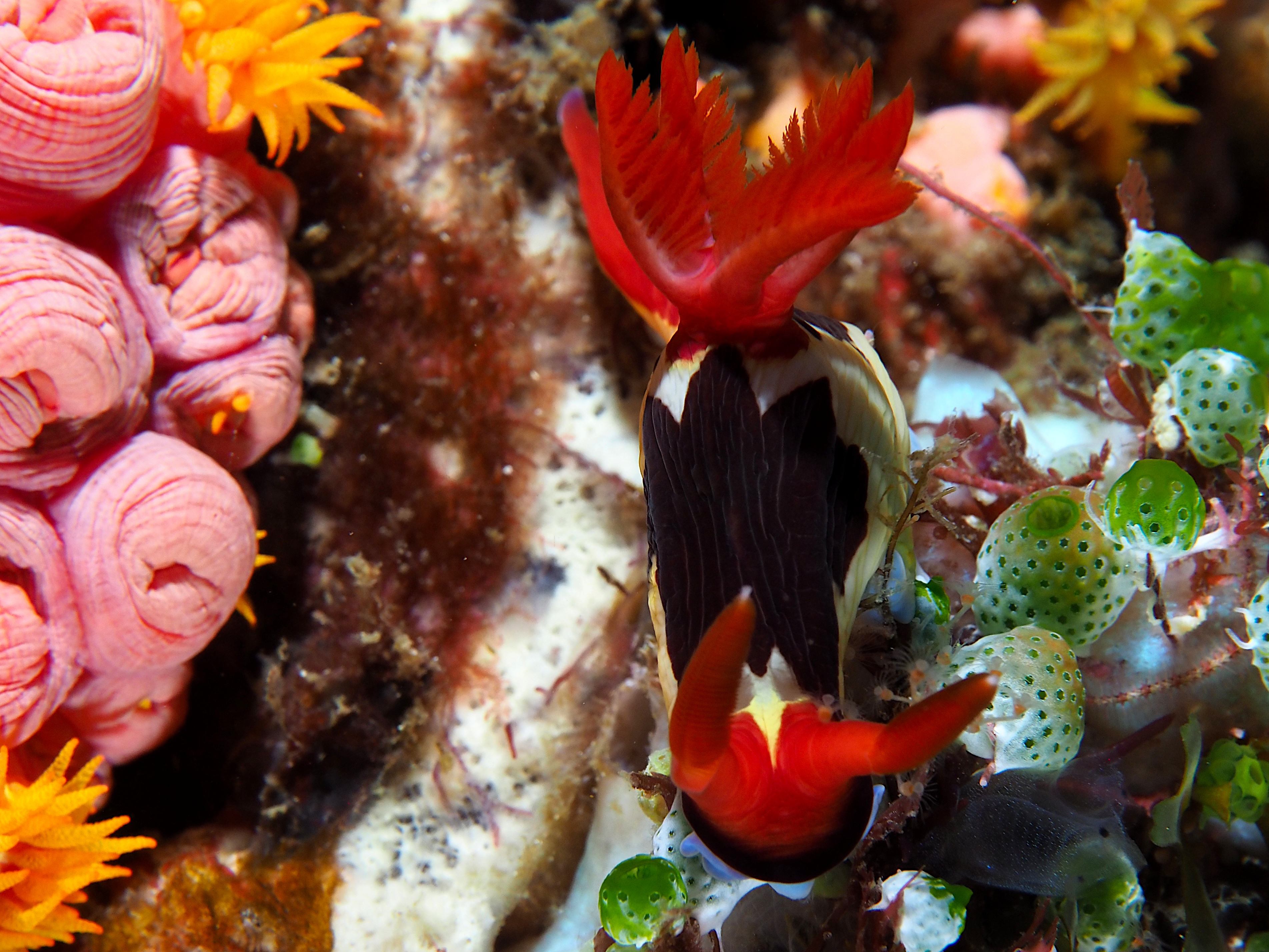 Chamberlain's Nembrotha - Nembrotha chamberlaini