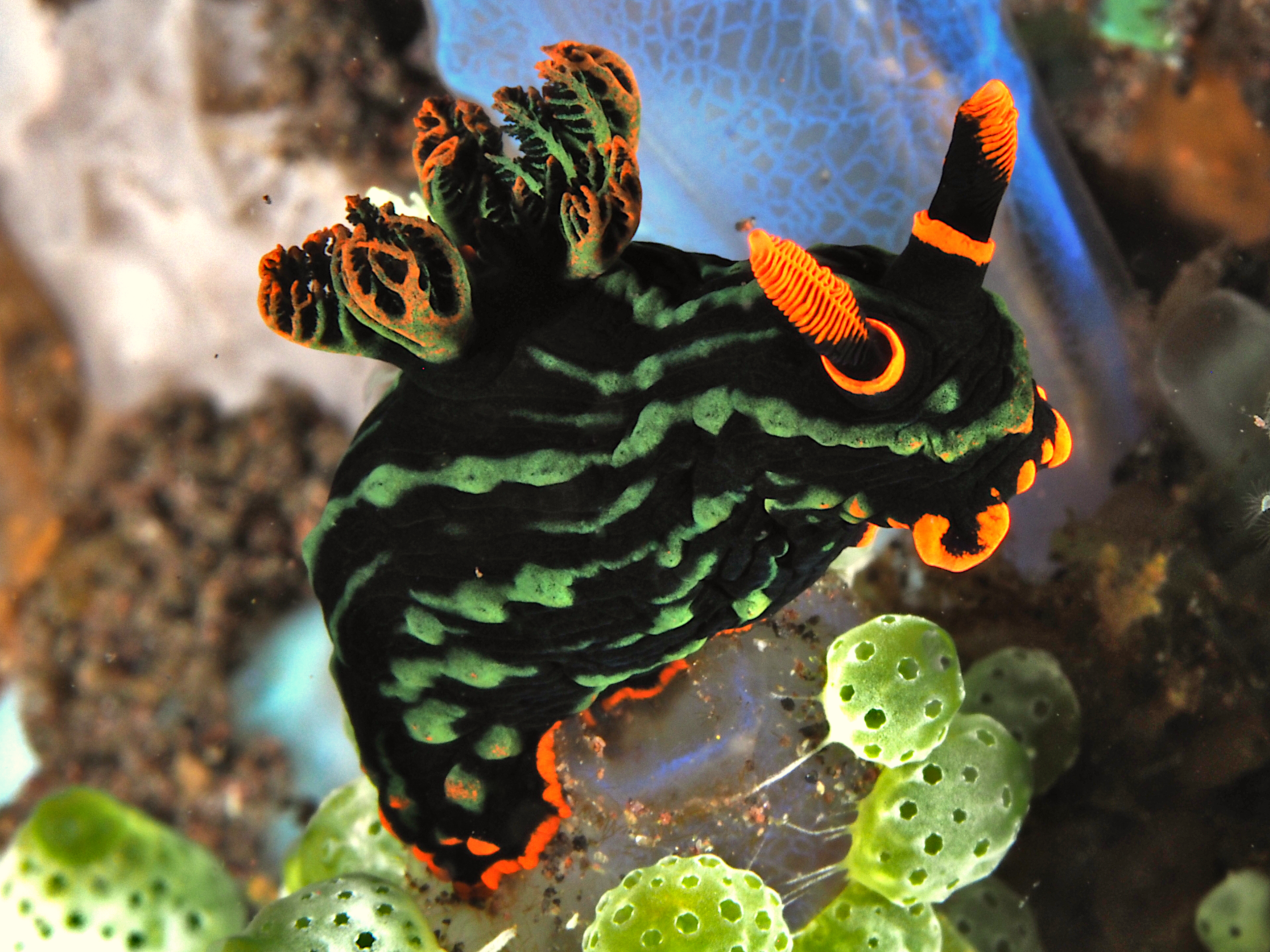 Kubaryana's Nembrotha - Nembrotha kubaryana