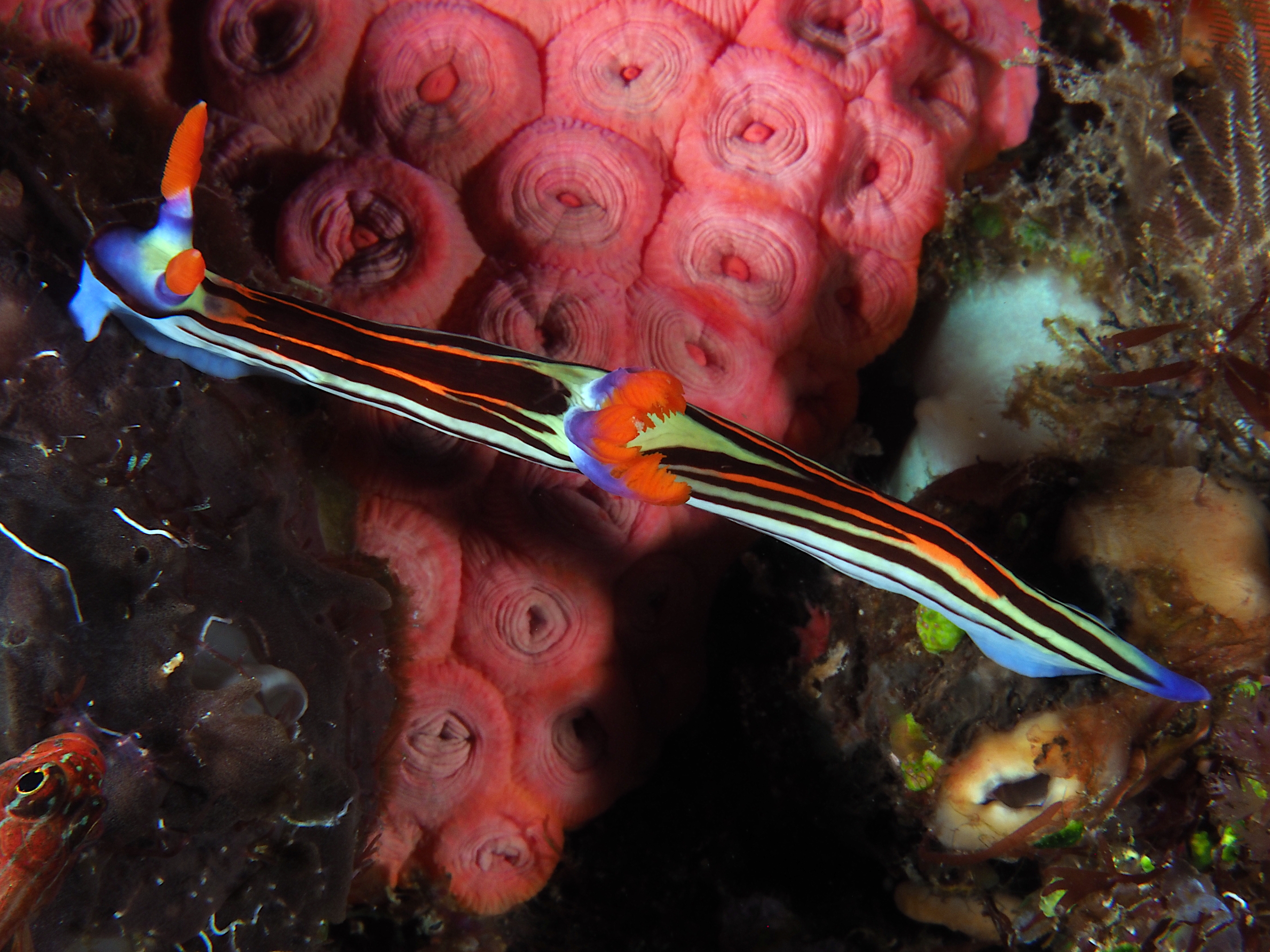 Nembrotha sp. 3 - Nembrotha sp. 3