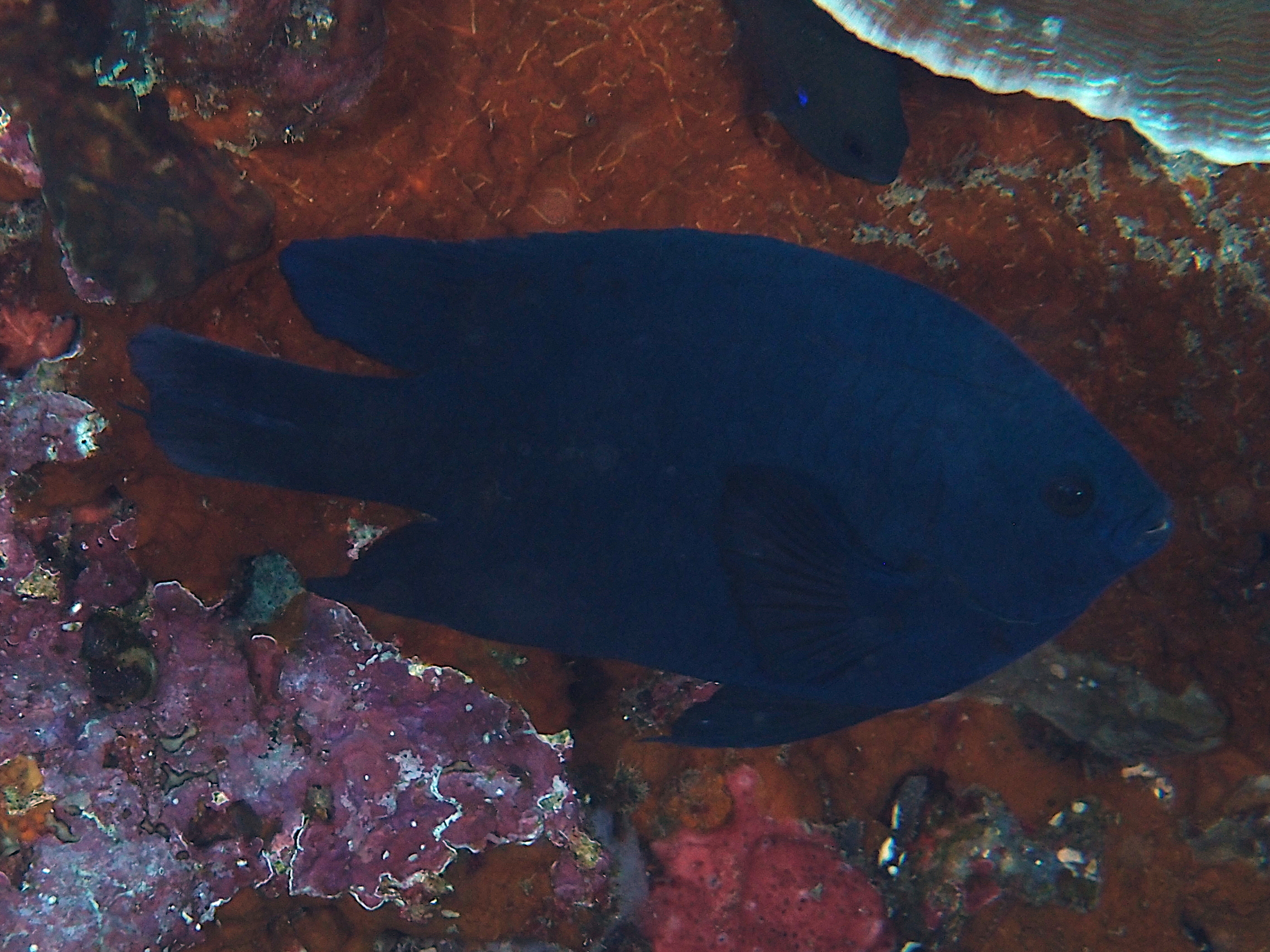 Black Damsel - Neoglyphidodon melas - Lombok, Indonesia