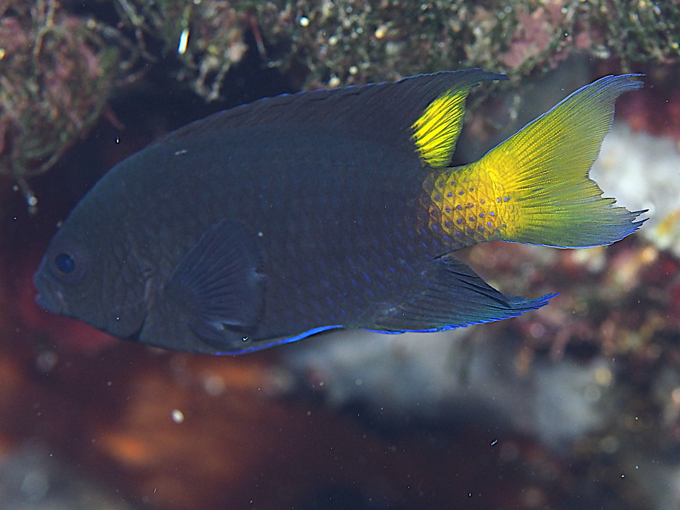 Violet Demoiselle - Neopomacentrus violascens