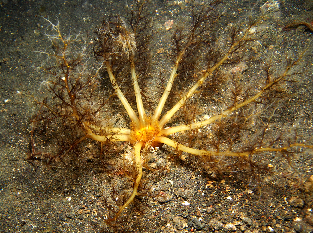 Neothyonidium sp. 1 - Neothyonidium sp. 1 - Lembeh Strait, Indonesia