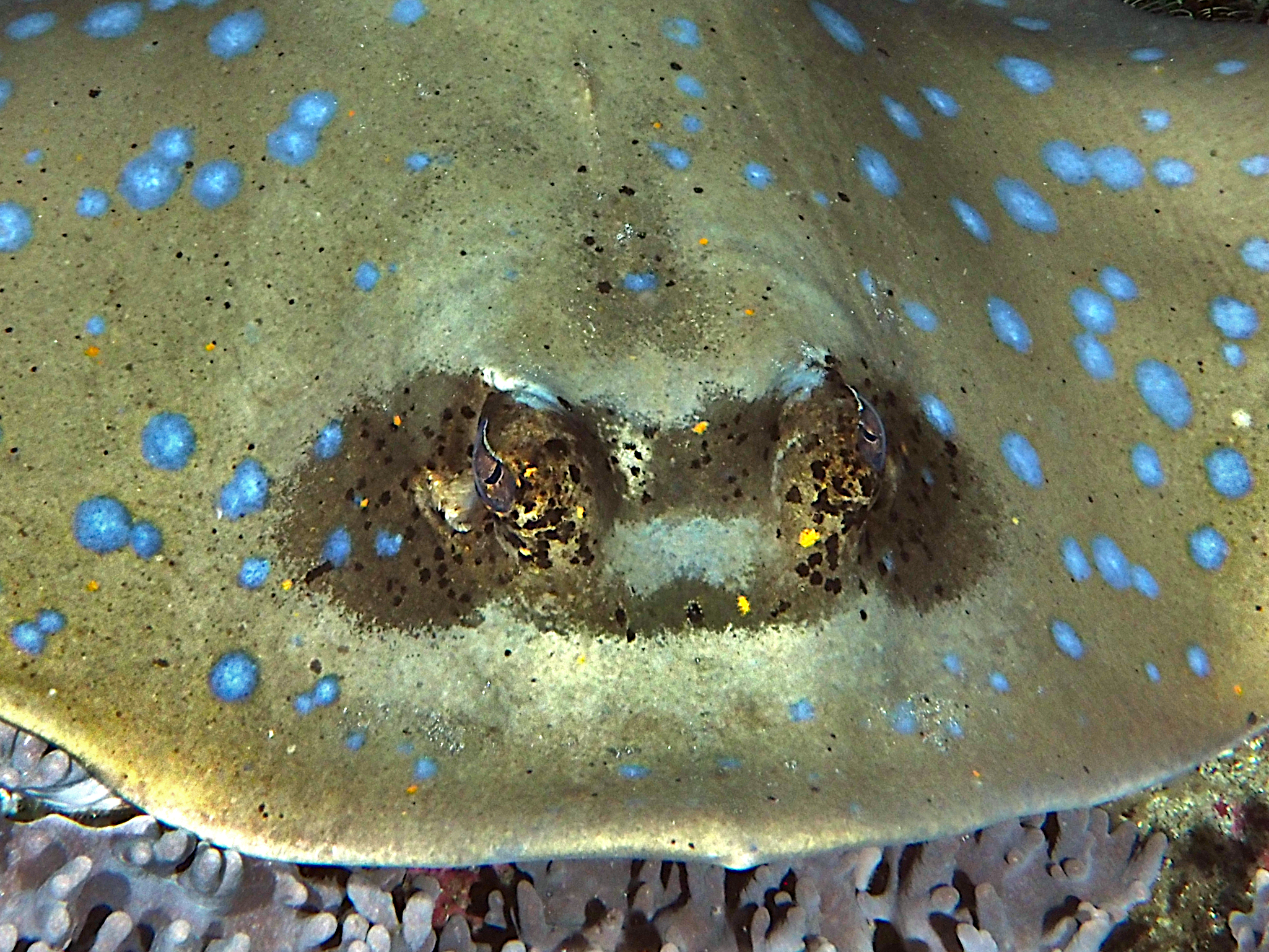 Australian Bluespotted Maskray - Neotrygon australiae