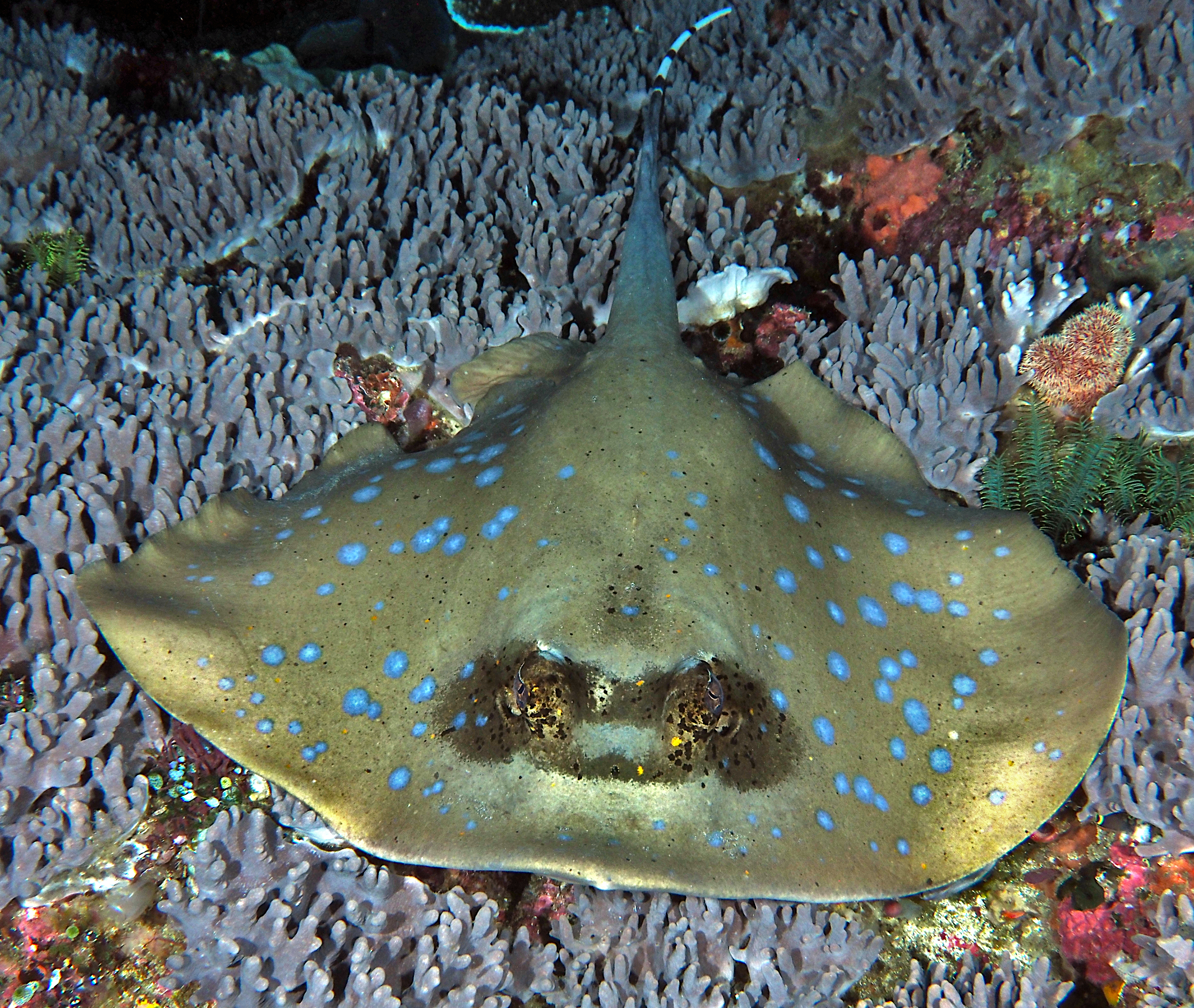 Australian Bluespotted Maskray - Neotrygon australiae