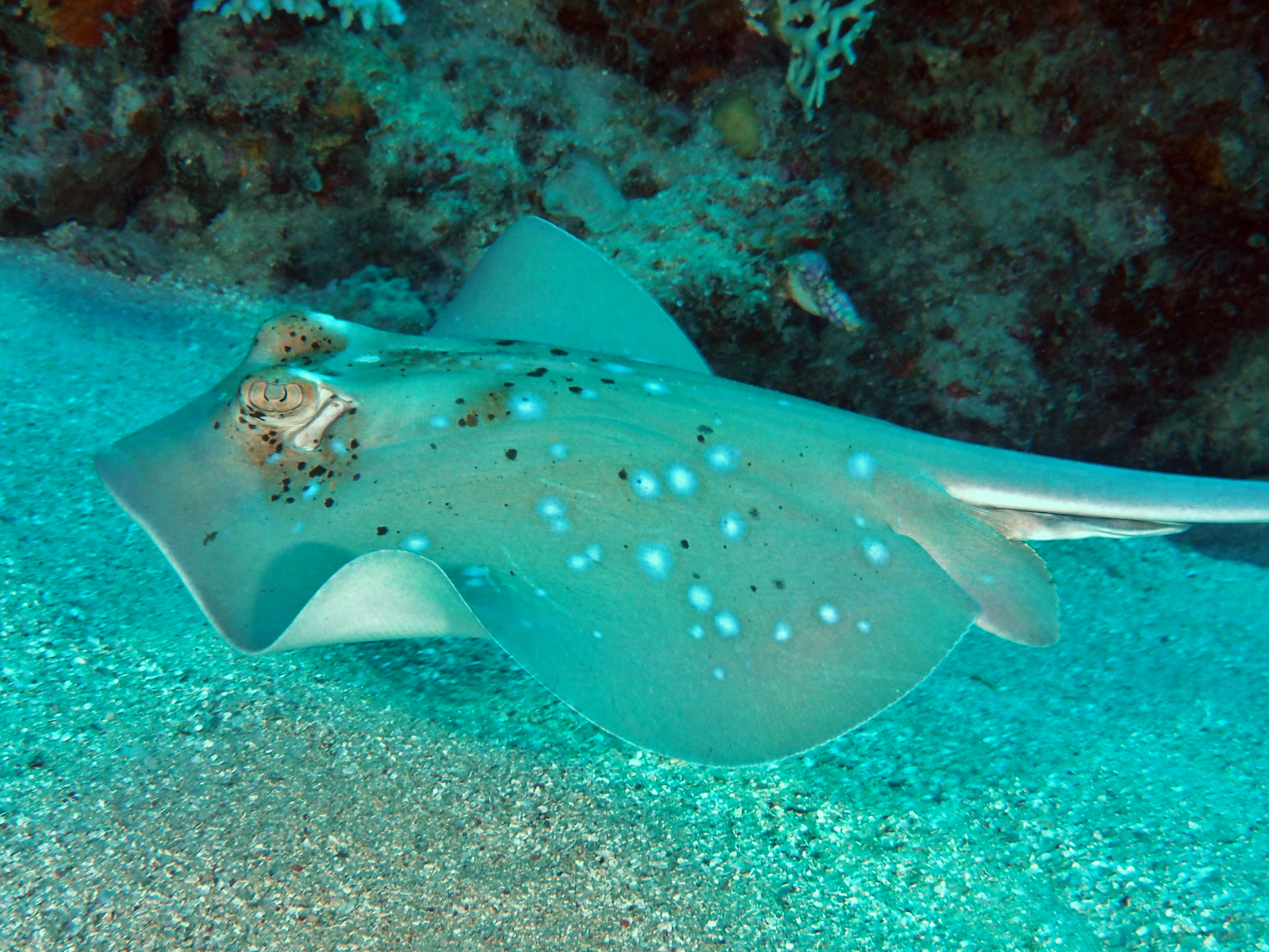 Coral Sea Maskray - Neotrygon trigonoides
