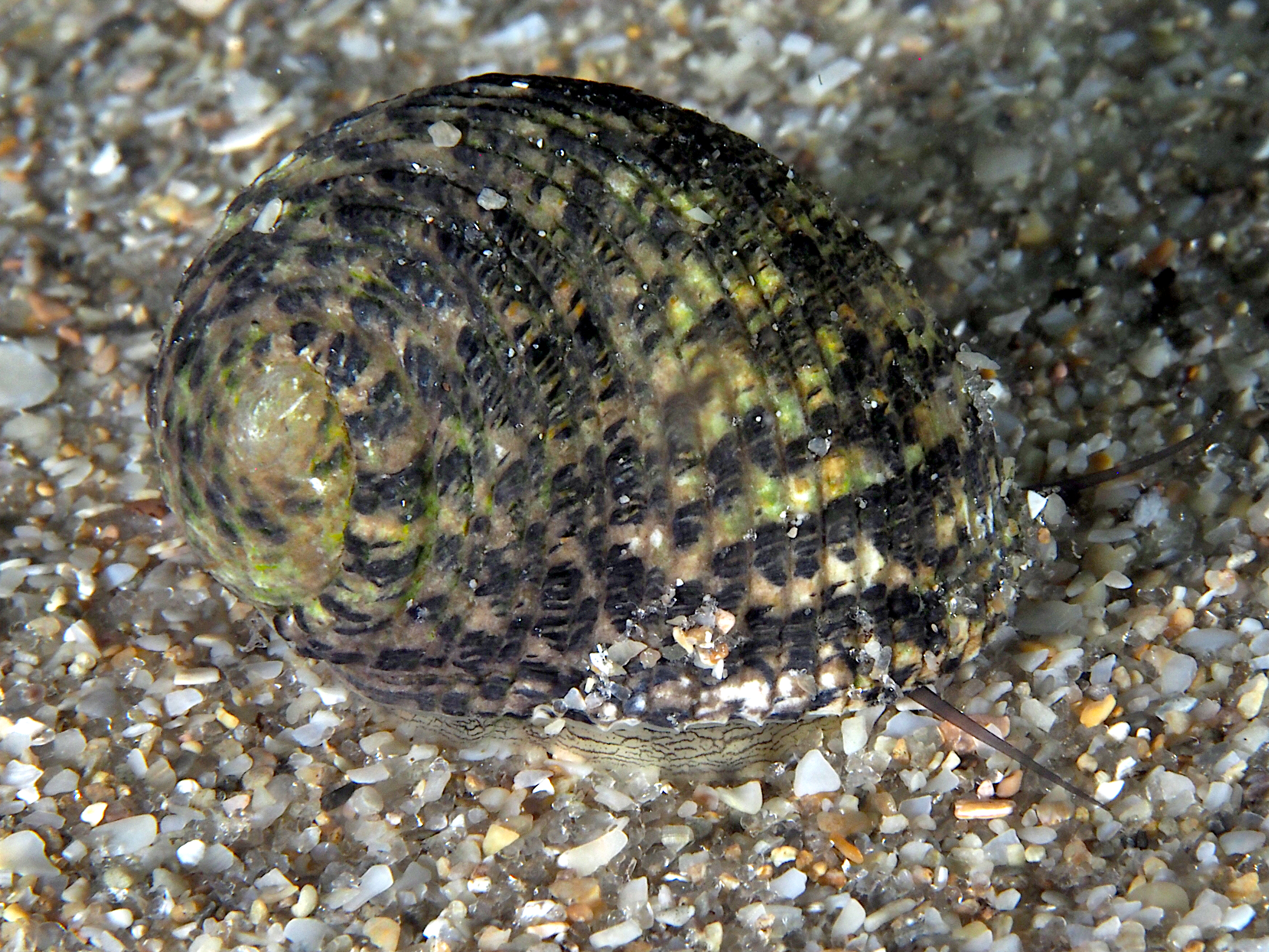 Lightning Nerite - Nerita fulgurans - Blue Heron Bridge, Florida