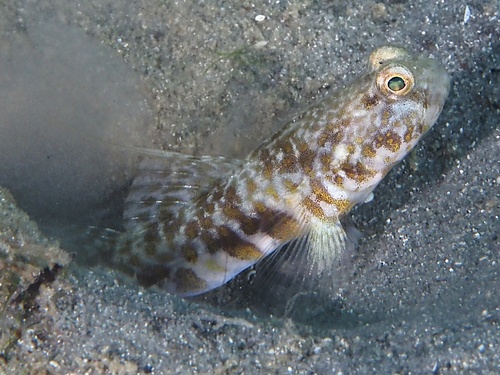 Orangespotted Goby - Nes longus