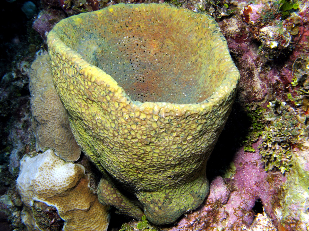 Netted Barrel Sponge - Verongula gigantea