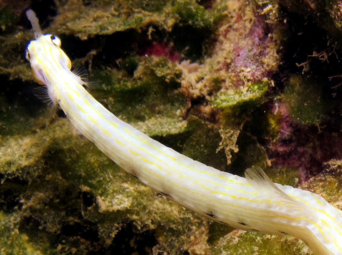 Network Pipefish - Corythoichthys flavofasciatus