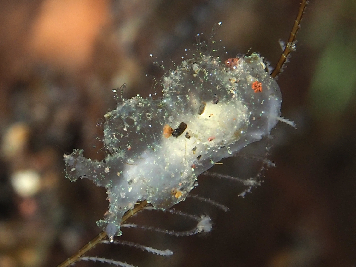 Notobryon wardi - Notobryon wardi - Bali, Indonesia