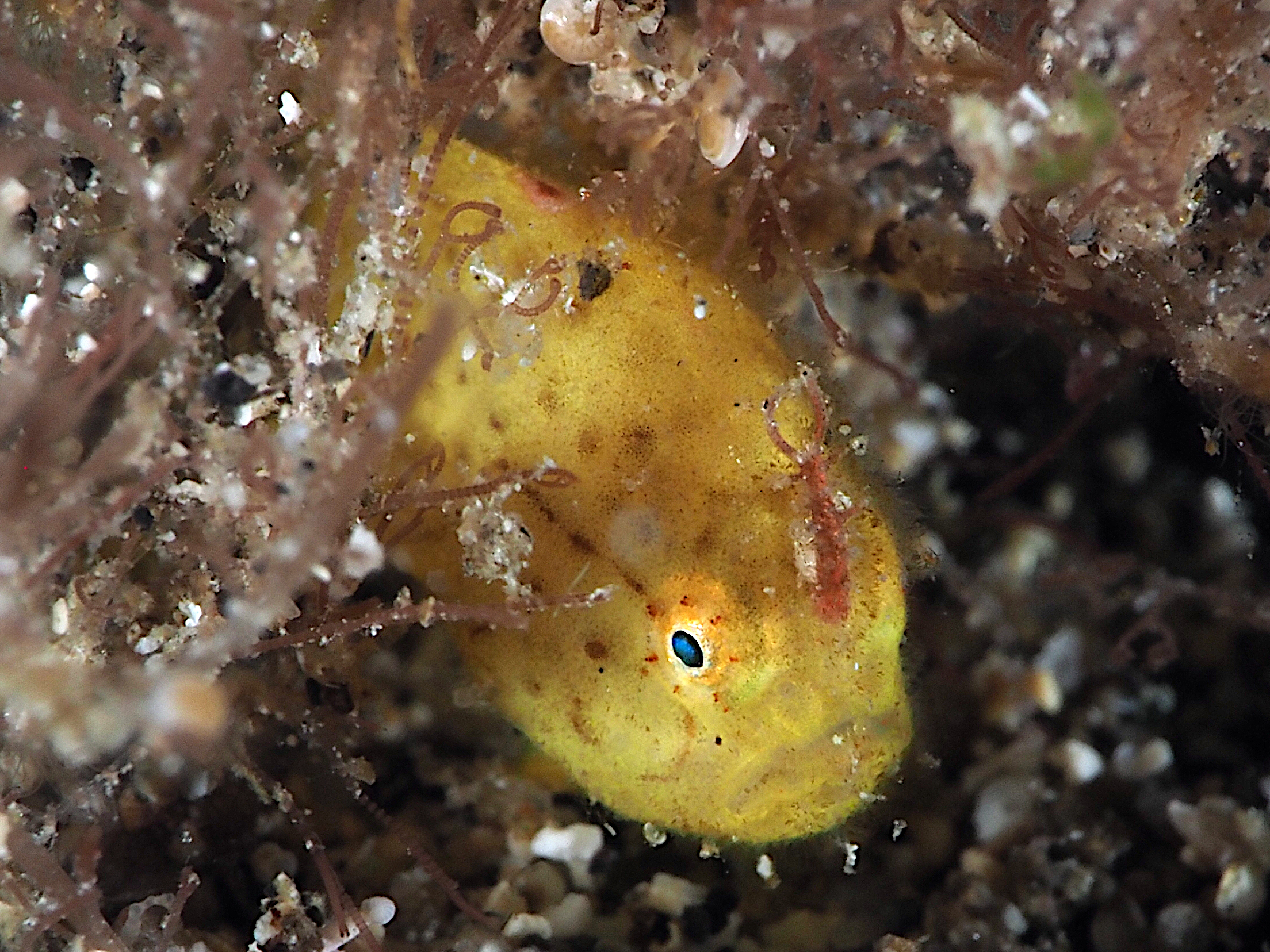 Ocellated Frogfish - Nudiantennarius subteres