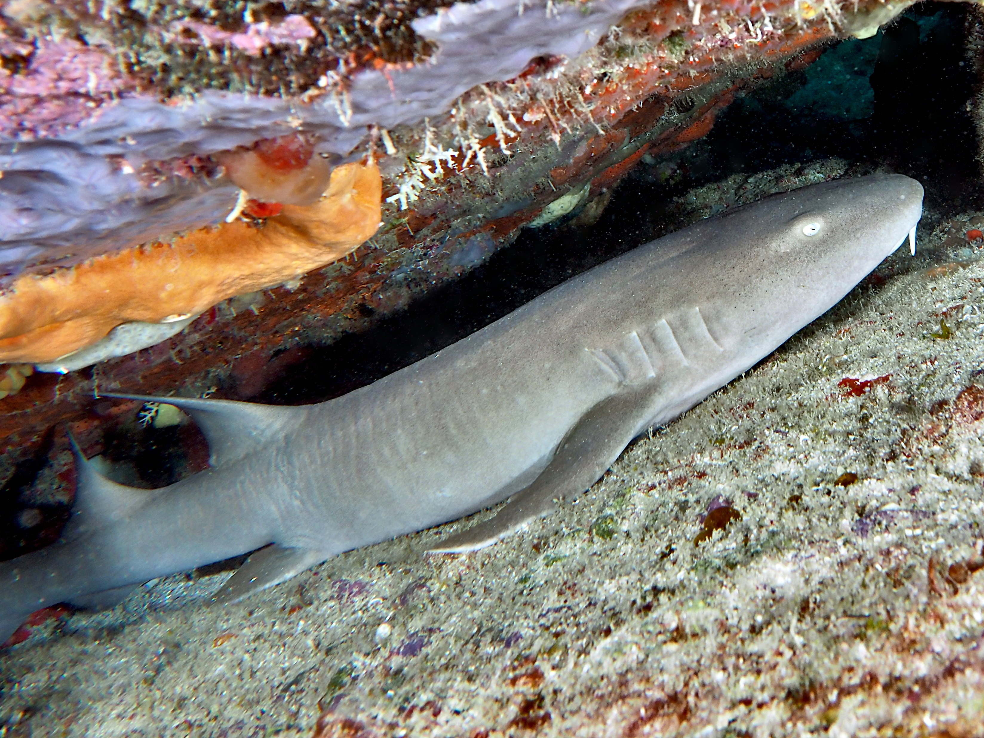 Nurse Shark - Ginglymostoma cirratum
