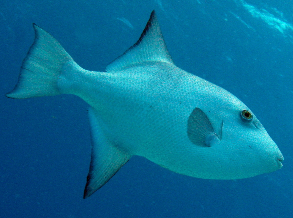 Ocean Triggerfish - Canthidermis sufflamen