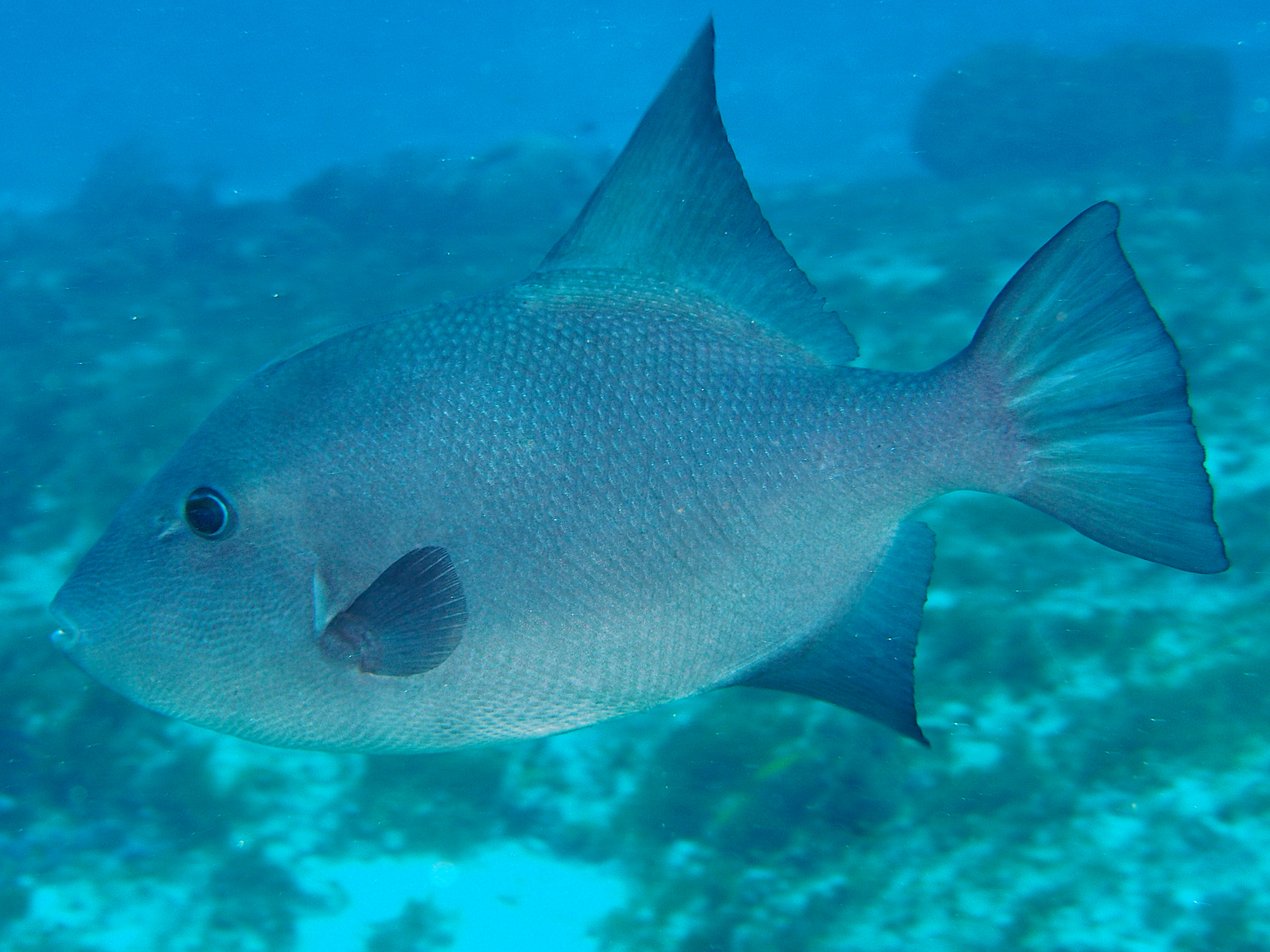 Ocean Triggerfish - Canthidermis sufflamen