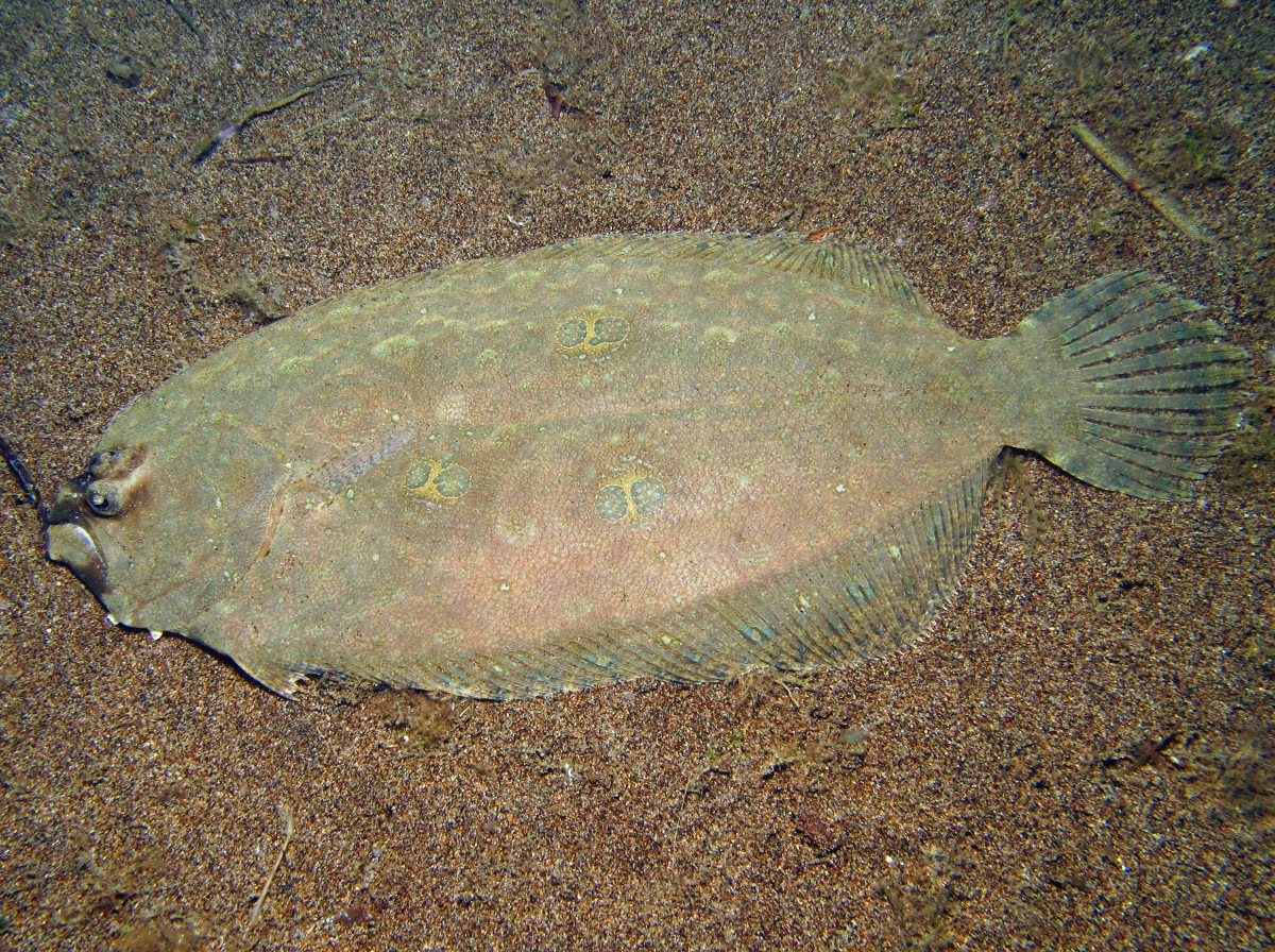 Ocellated Flounder - Pseudorhombus dupliciocellatus - Dumaguete, Philippines