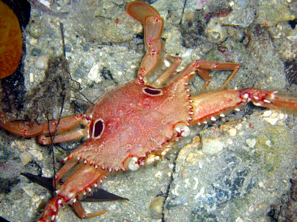 Ocellate Swimming Crab - Achelous sebae