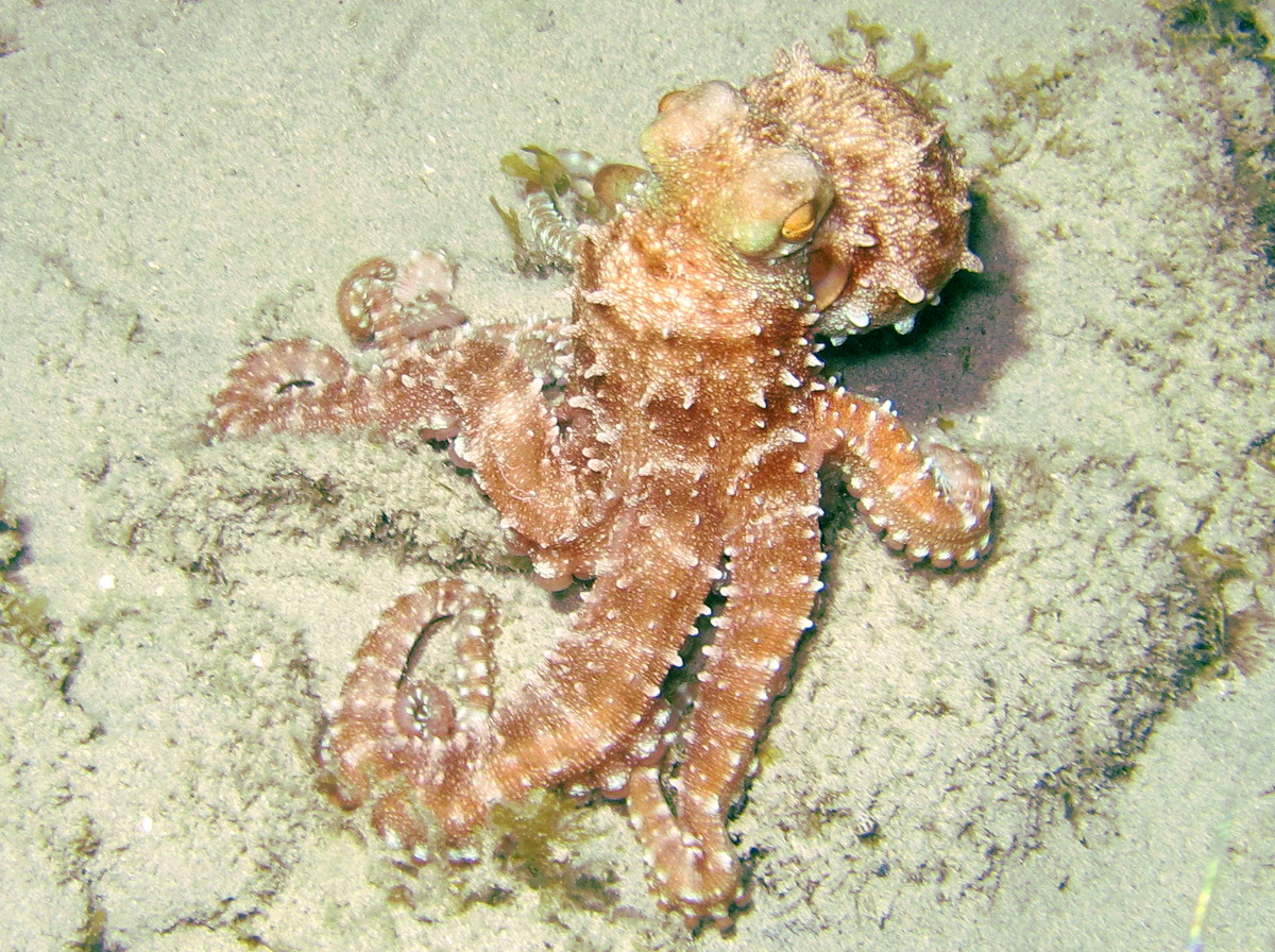 Atlantic White-Spotted Octopus - Octopus macropus