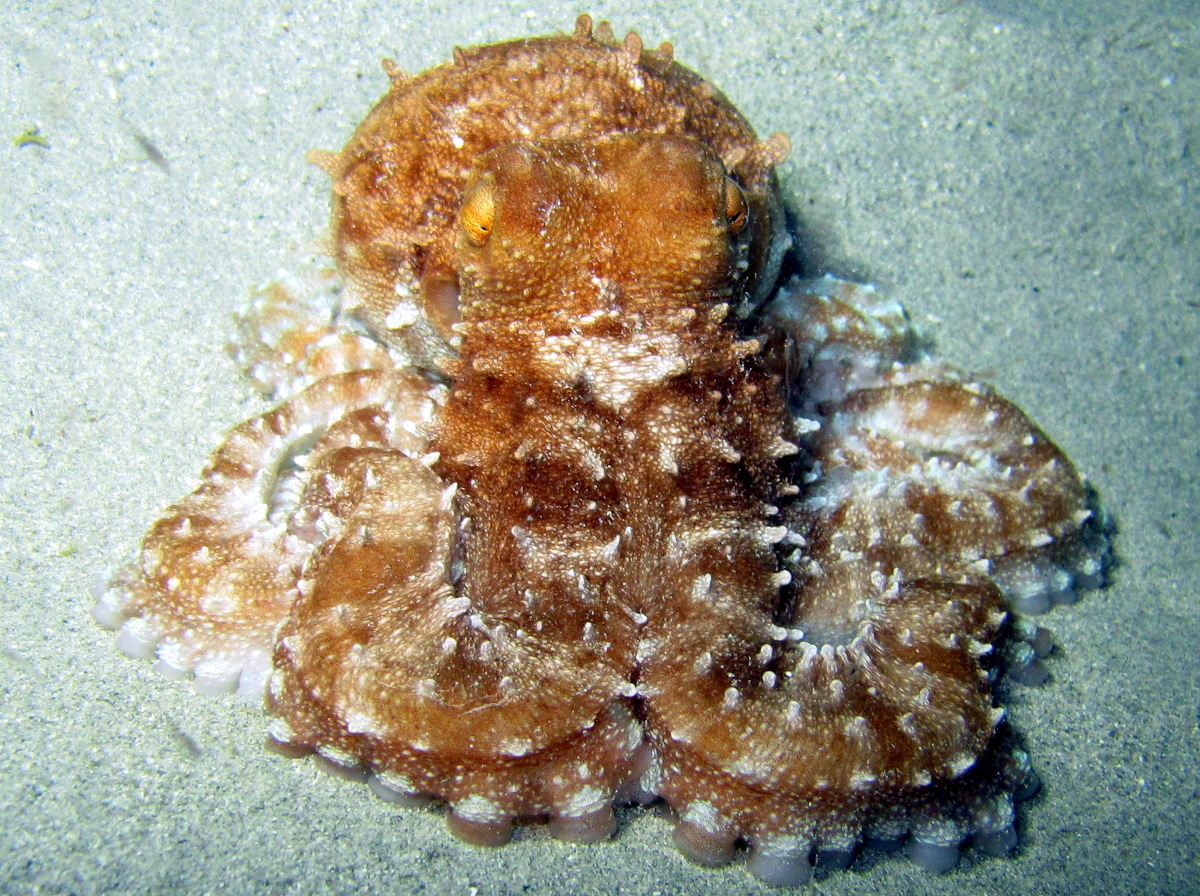 Atlantic White-Spotted Octopus - Octopus macropus