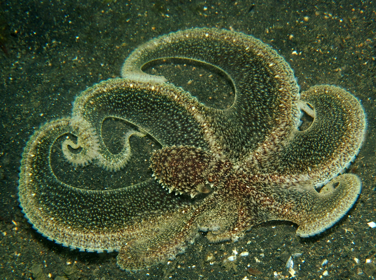 Octopus sp. 1 - Octopus sp. 1 - Lembeh Strait, Indonesia