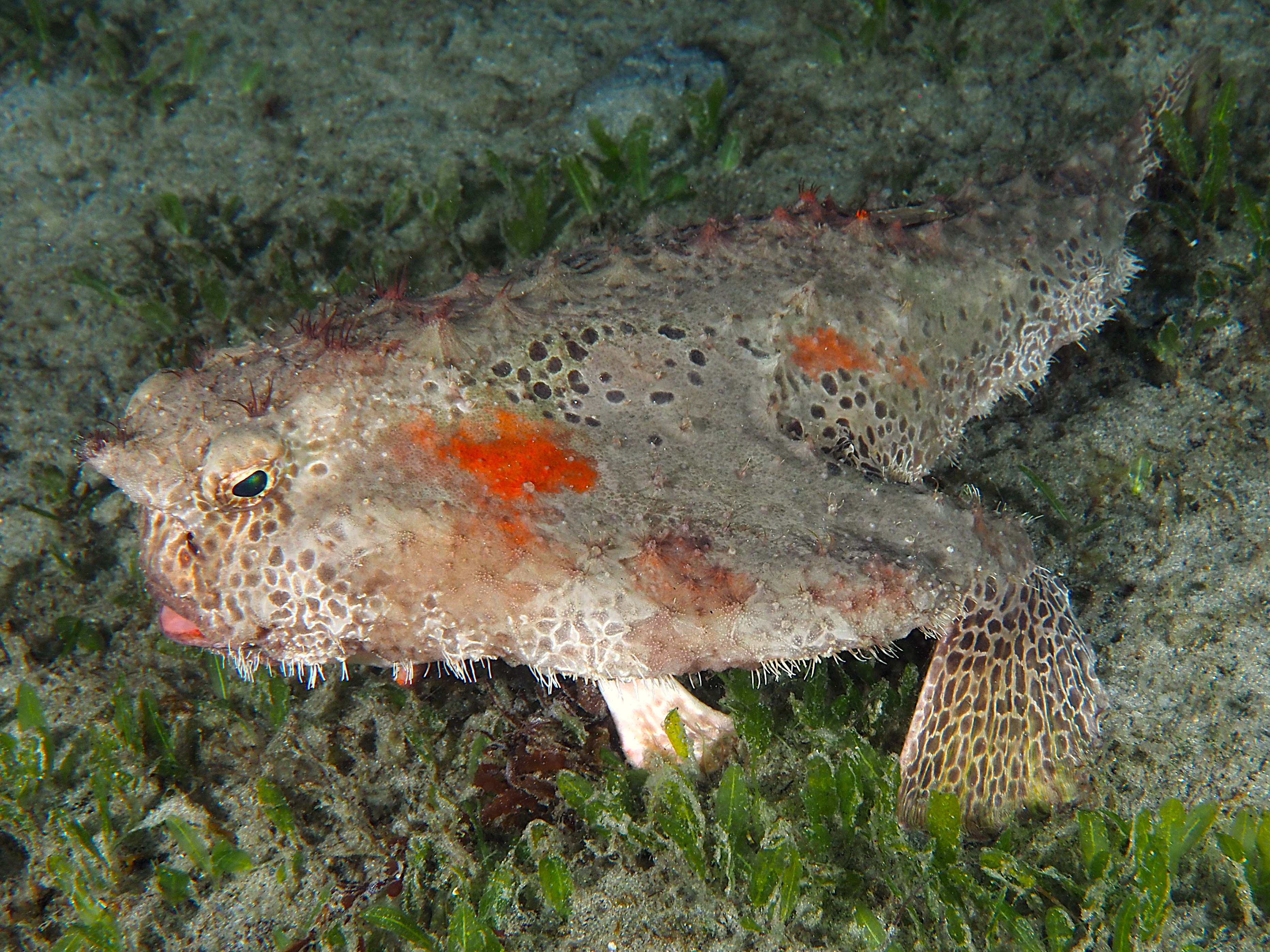 Polka-Dot Batfish - Ogcocephalus cubifrons