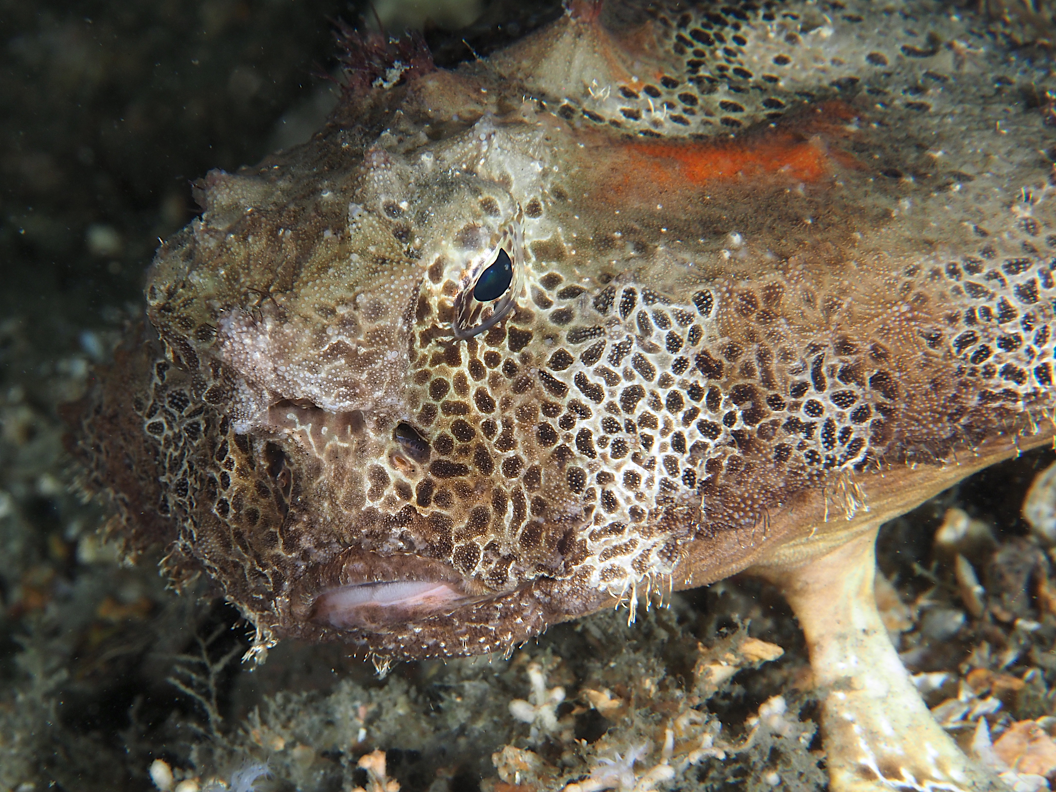 Polka-Dot Batfish - Ogcocephalus cubifrons