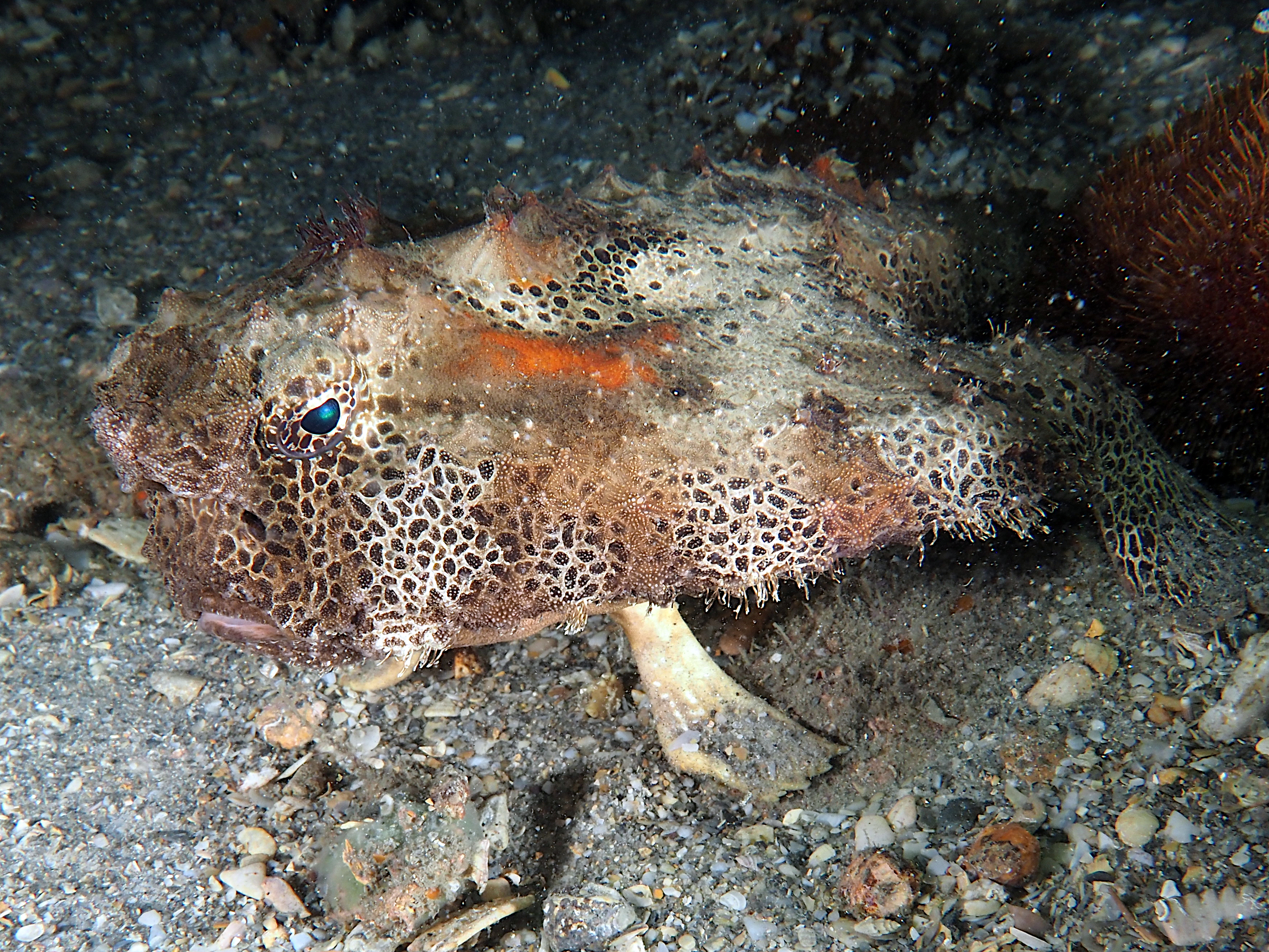 Polka-Dot Batfish - Ogcocephalus cubifrons