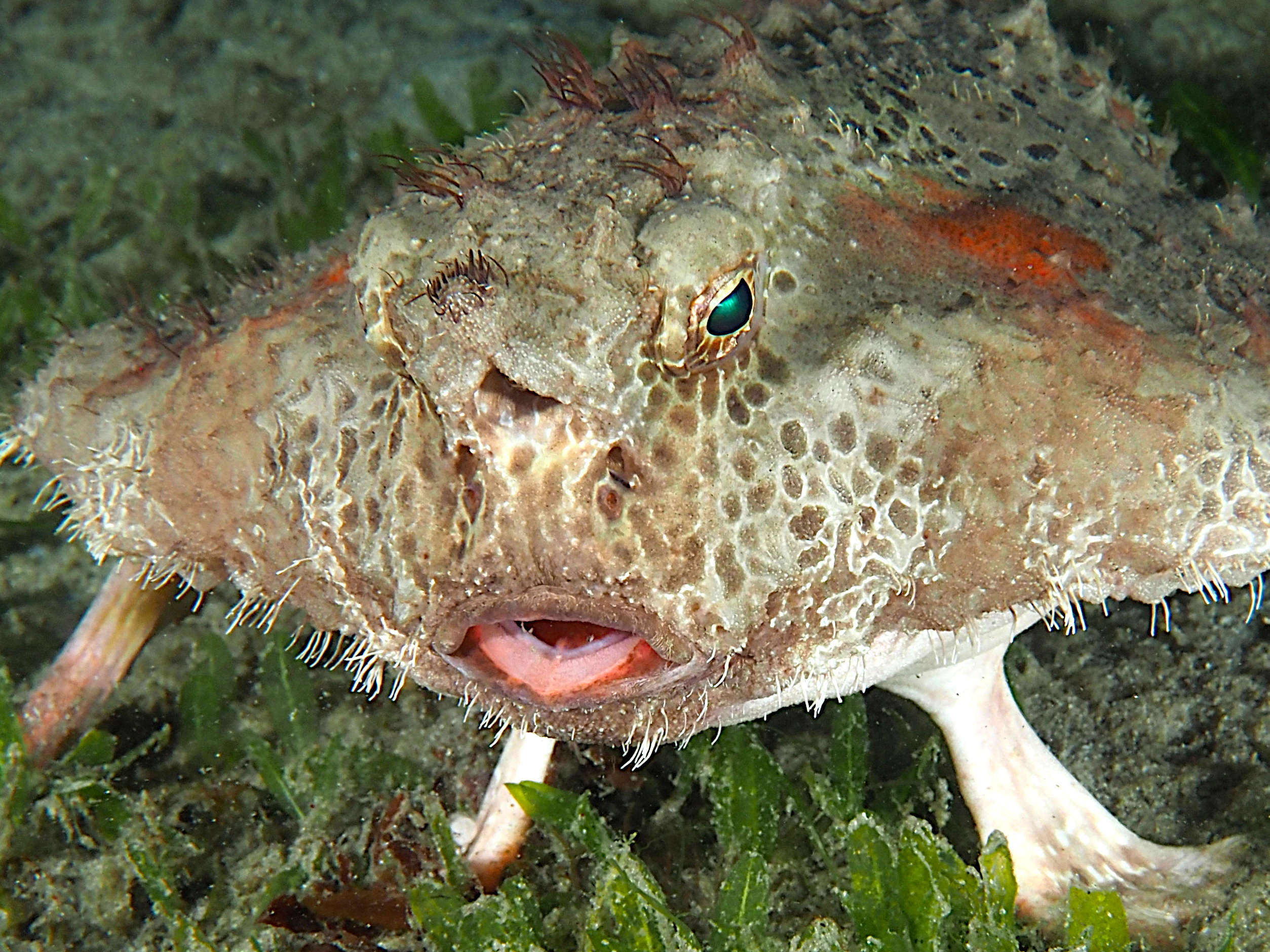 Polka-Dot Batfish - Ogcocephalus cubifrons