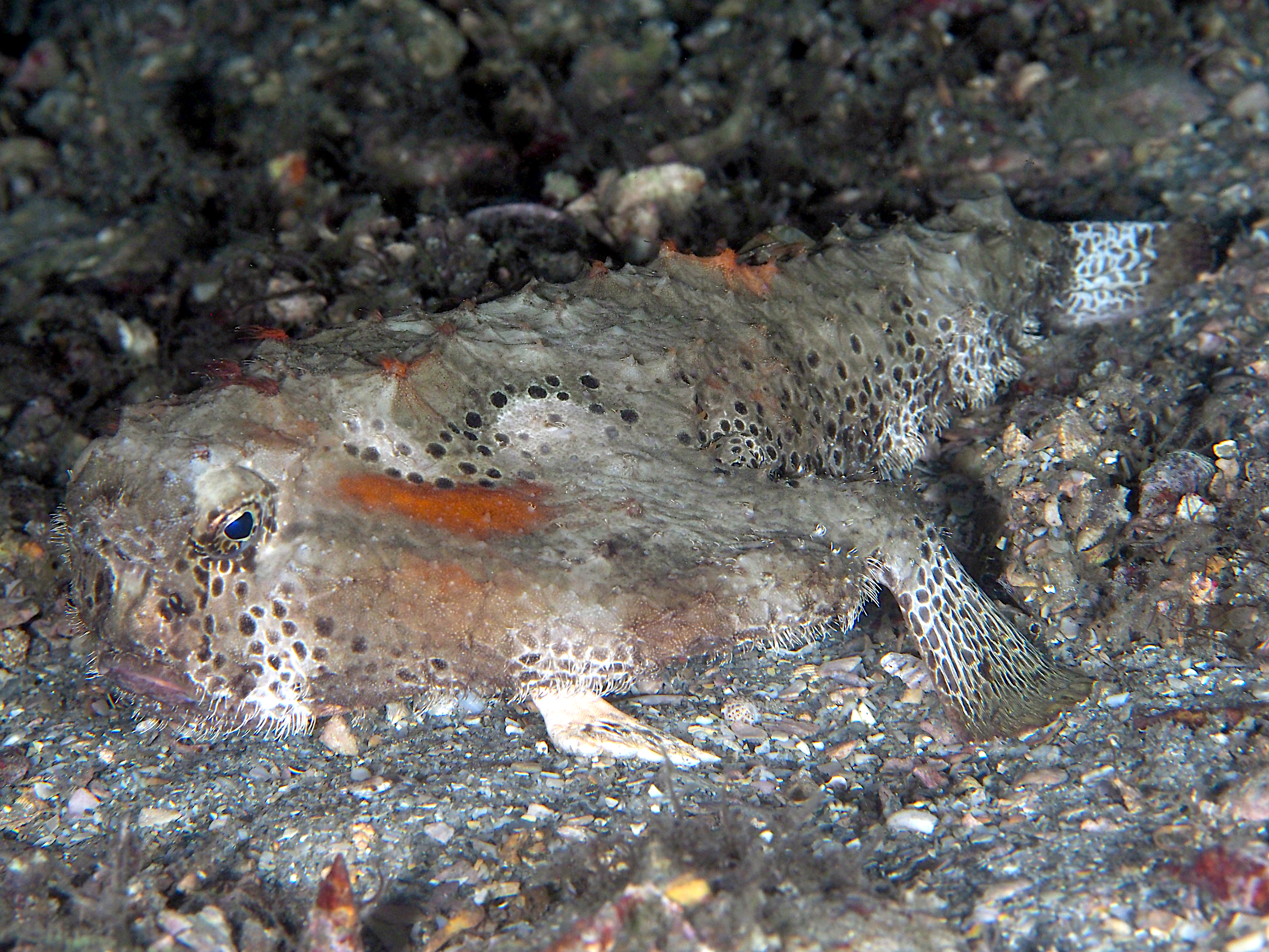 Polka-Dot Batfish - Ogcocephalus cubifrons