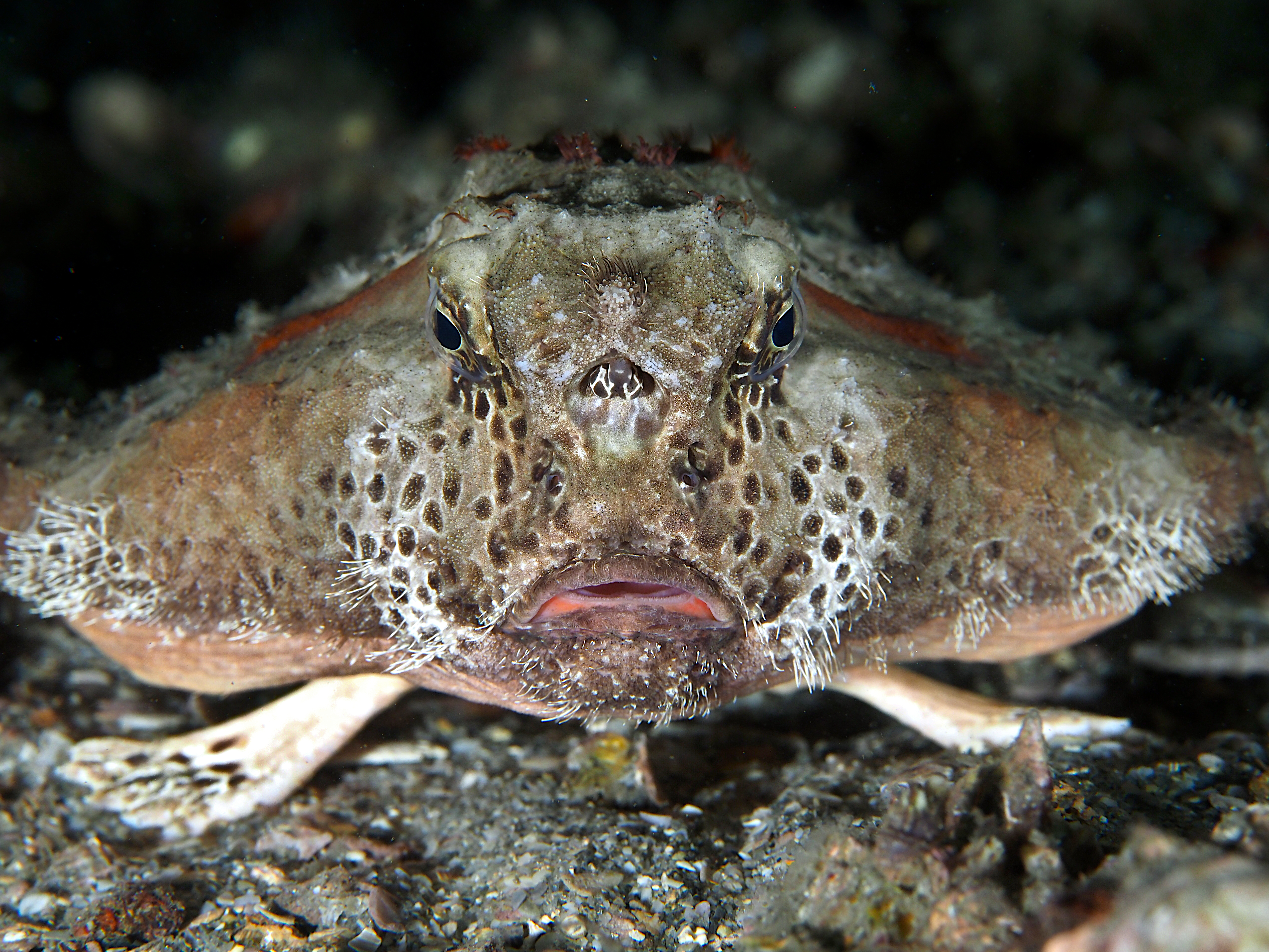 Polka-Dot Batfish - Ogcocephalus cubifrons