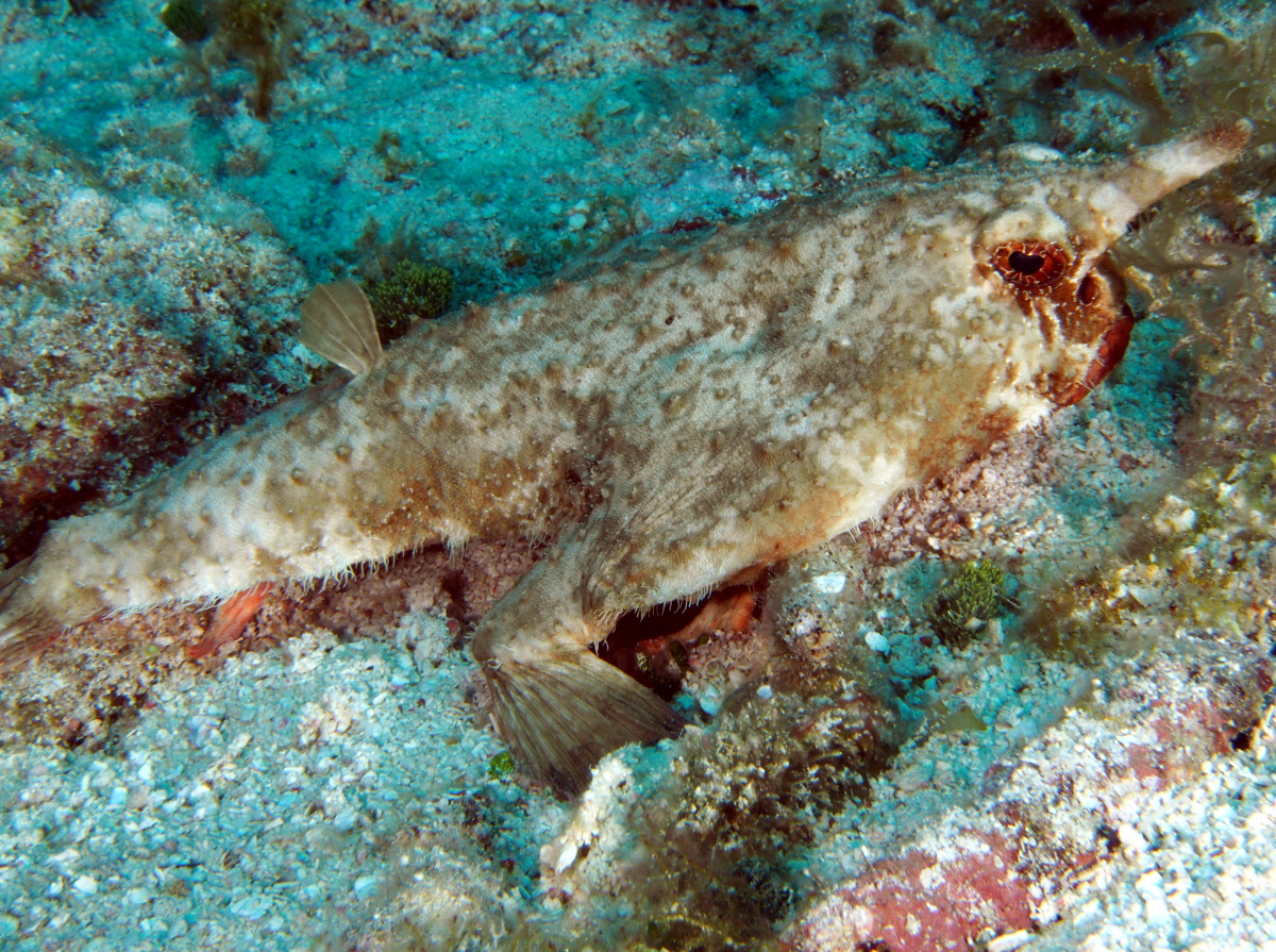 Shortnose Batfish - Ogcocephalus nasutus