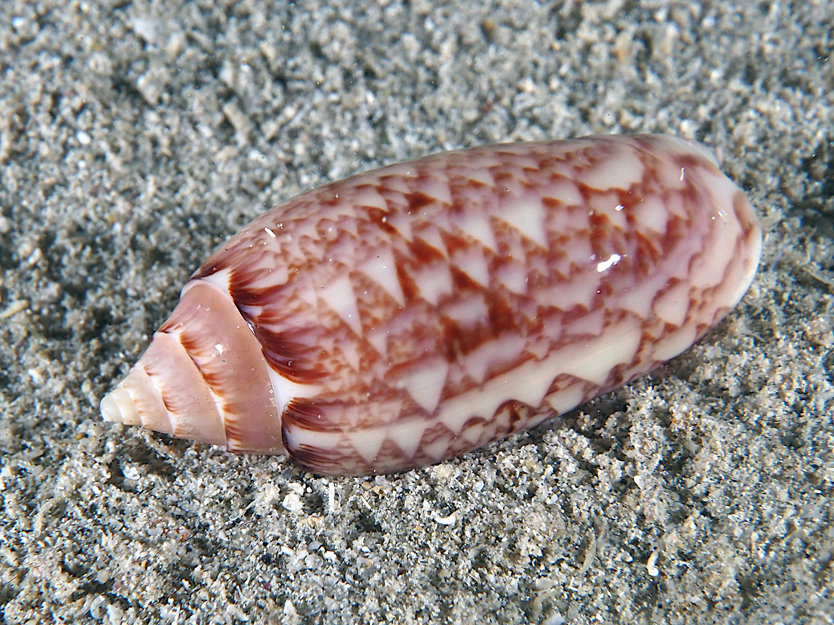Netted Olive - Oliva reticularis