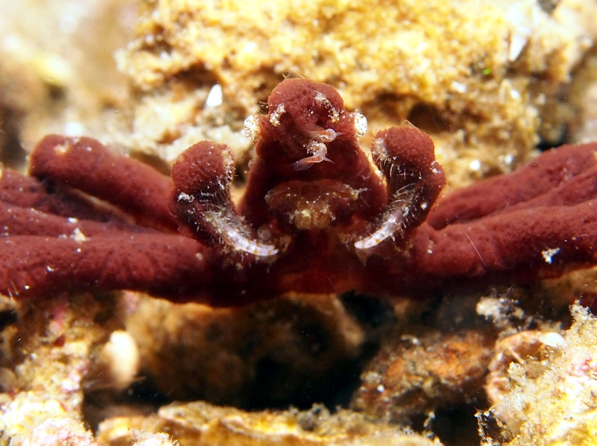 Sponge Spider Crab - Oncinopus sp. 2