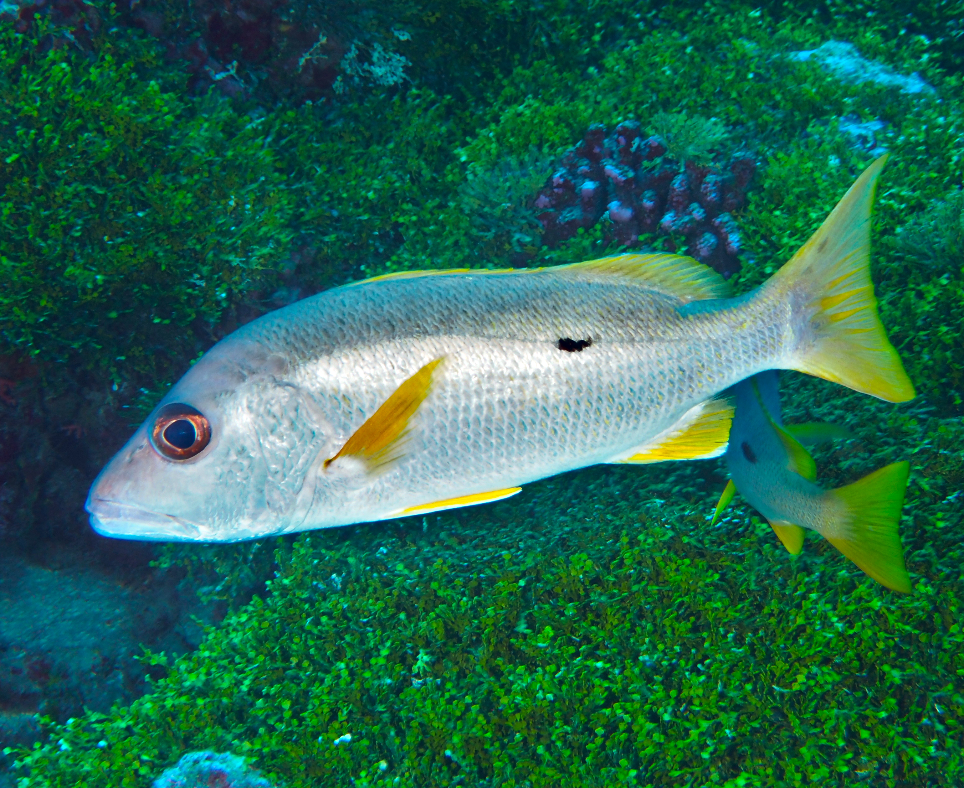 Onespot Snapper - Lutjanus monostigma - Rangiroa, French Polynesia
