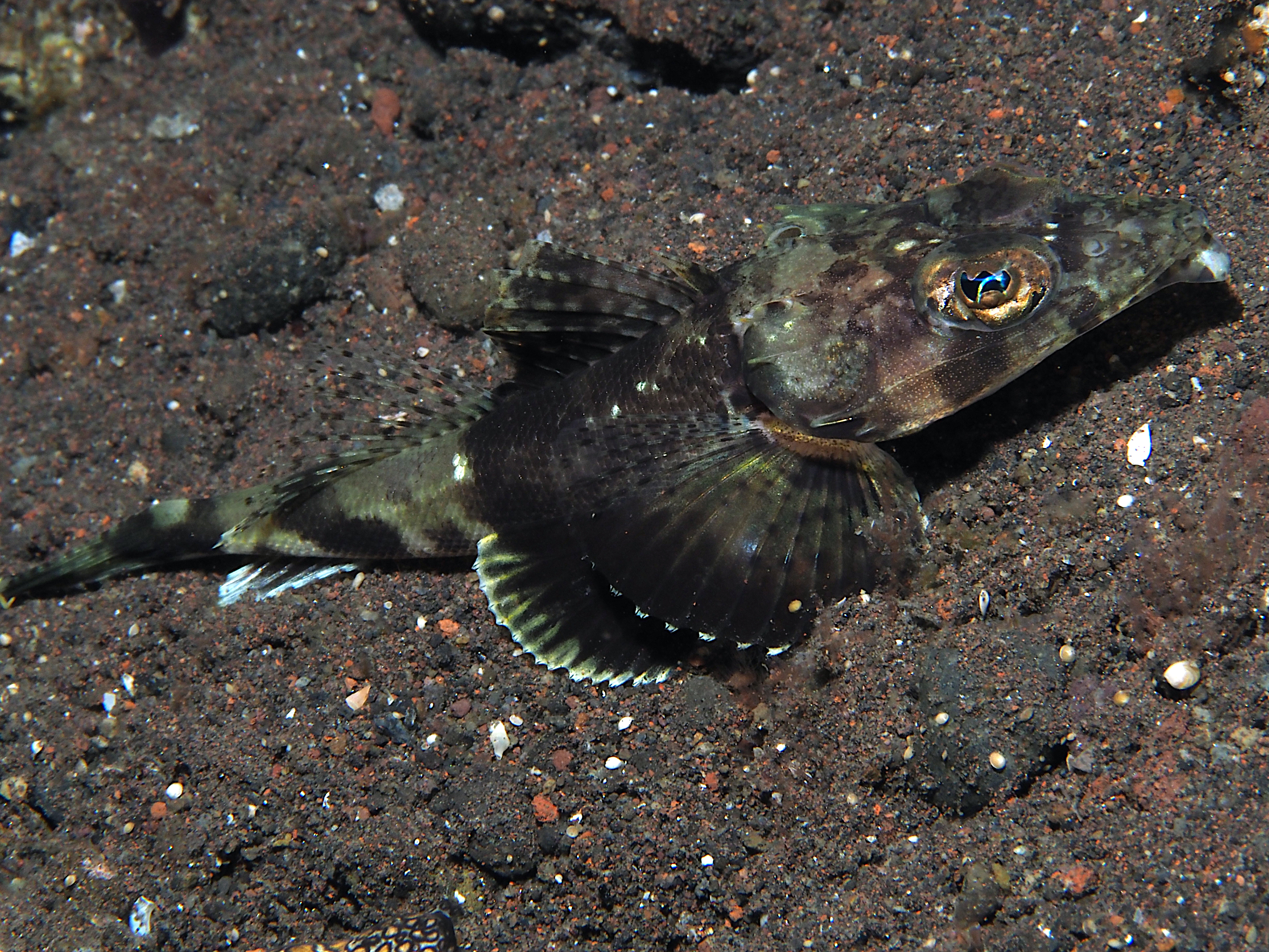 Spiny Flathead - Onigocia spinosa - Bali, Indonesia