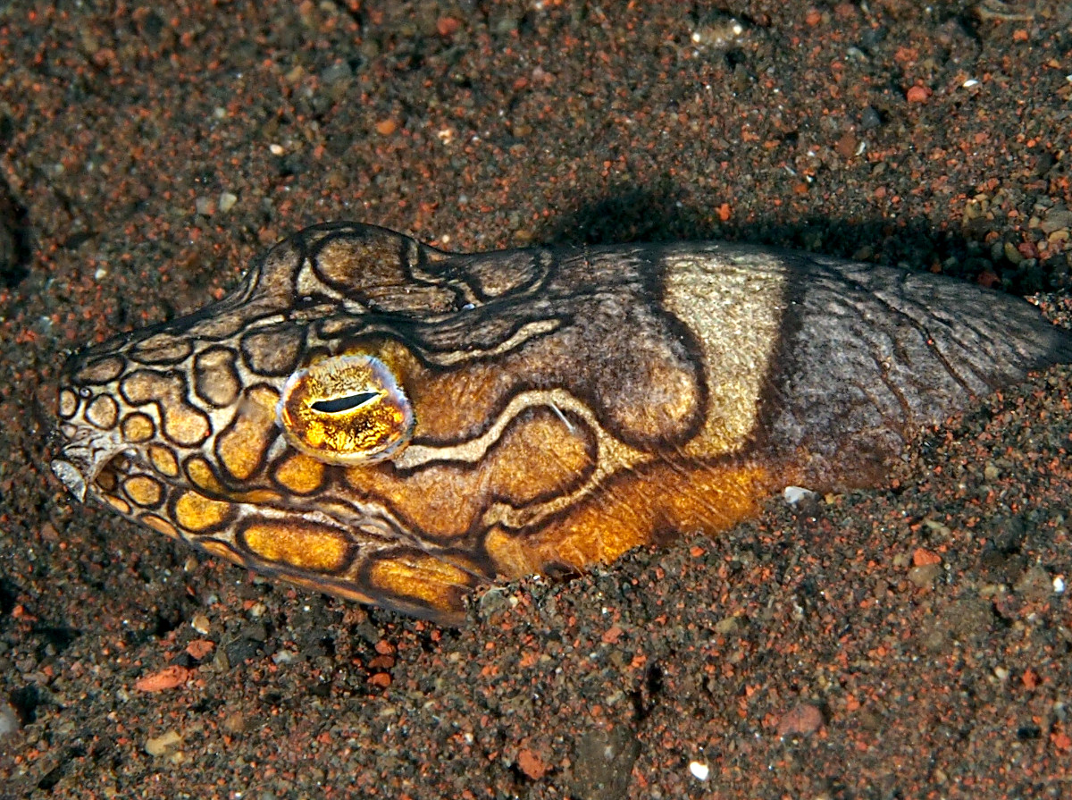 Napoleon Snake Eel - Ophichthus bonaparti
