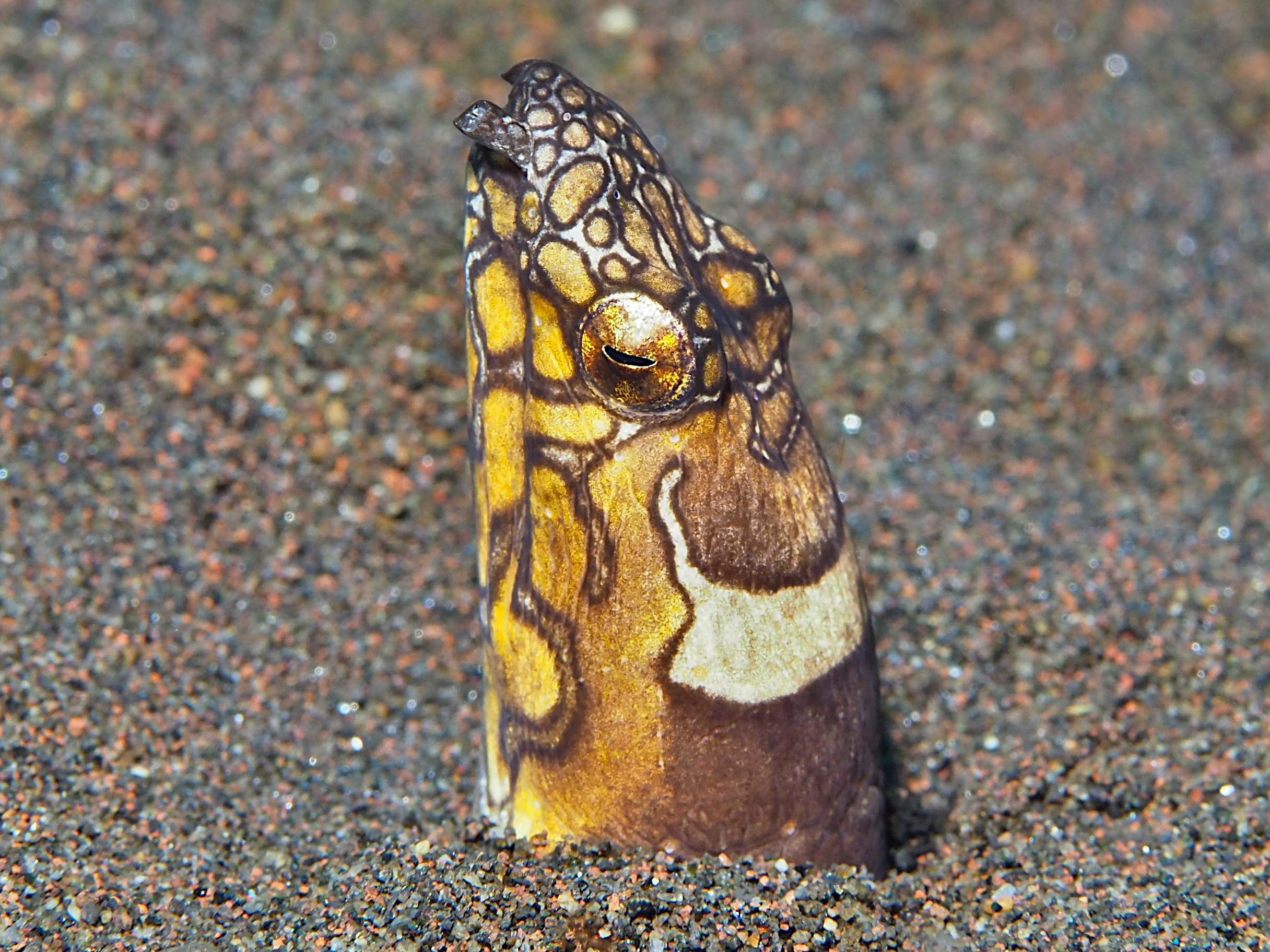 Napoleon Snake Eel - Ophichthus bonaparti