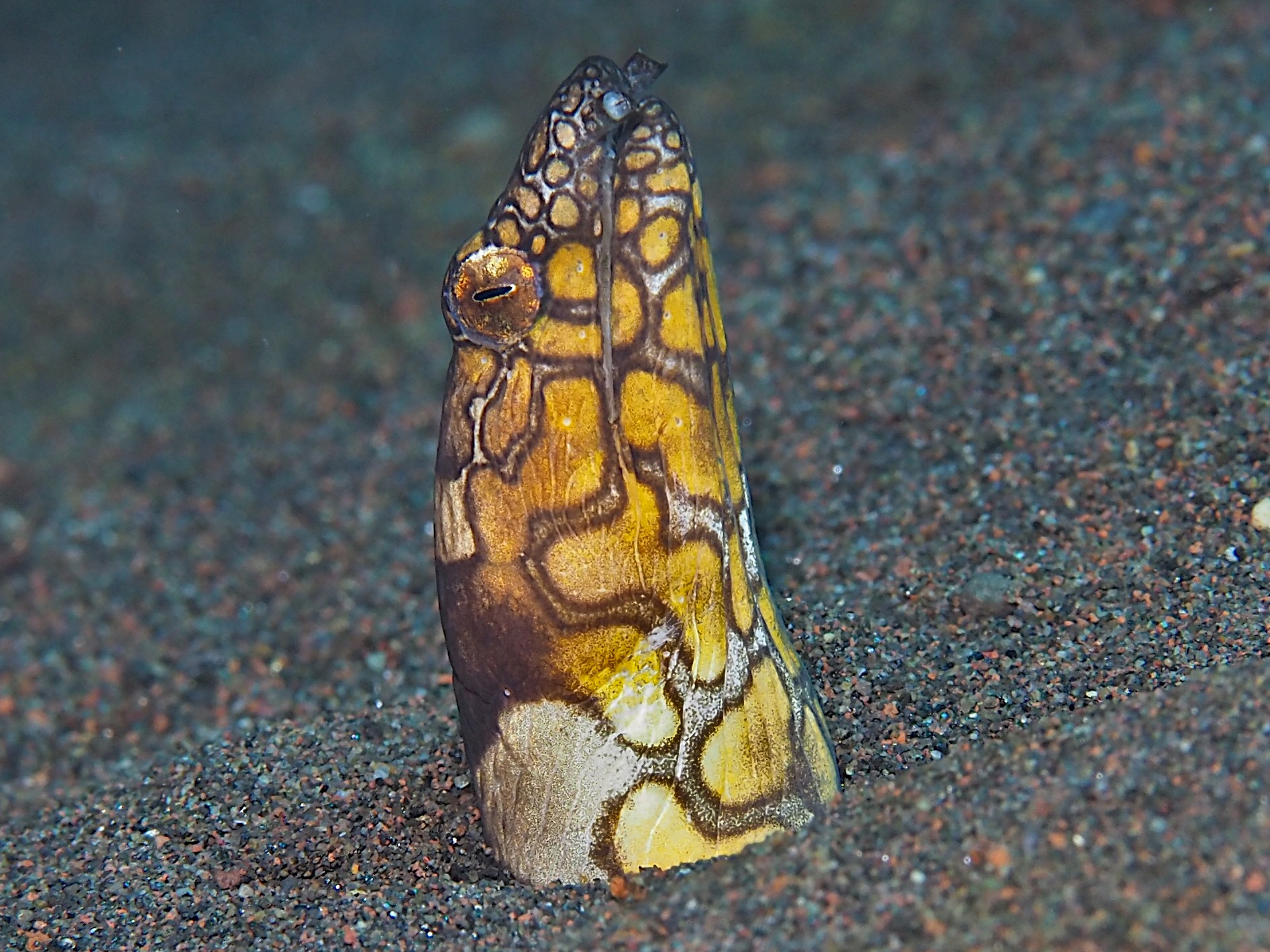 Napoleon Snake Eel - Ophichthus bonaparti