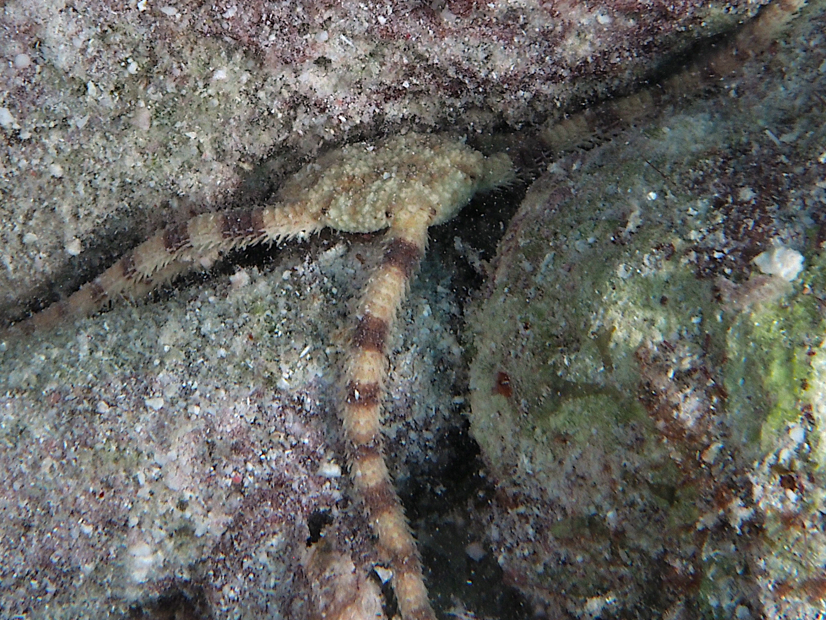 Scaly Brittle Star - Ophiolepis impressa