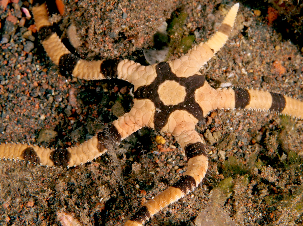 Banded Brittle Star - Ophiolepis superba - Bali, Indonesia