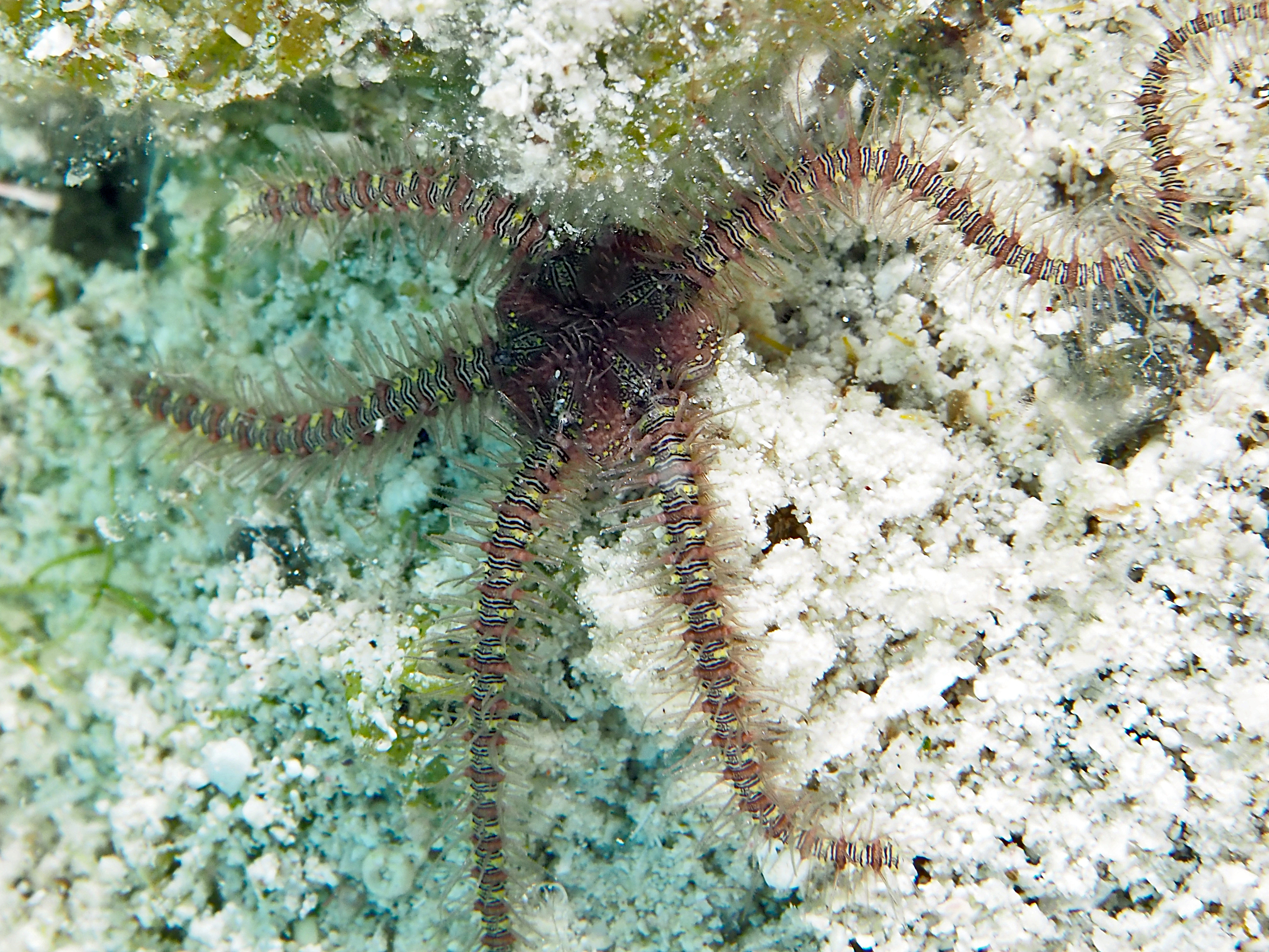Oersted's Brittle Star - Ophiothrix oerstedii - Turks and Caicos