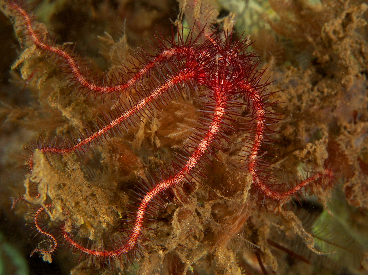 Dark Red-Spined Brittle Star - Ophiothrix purpurea