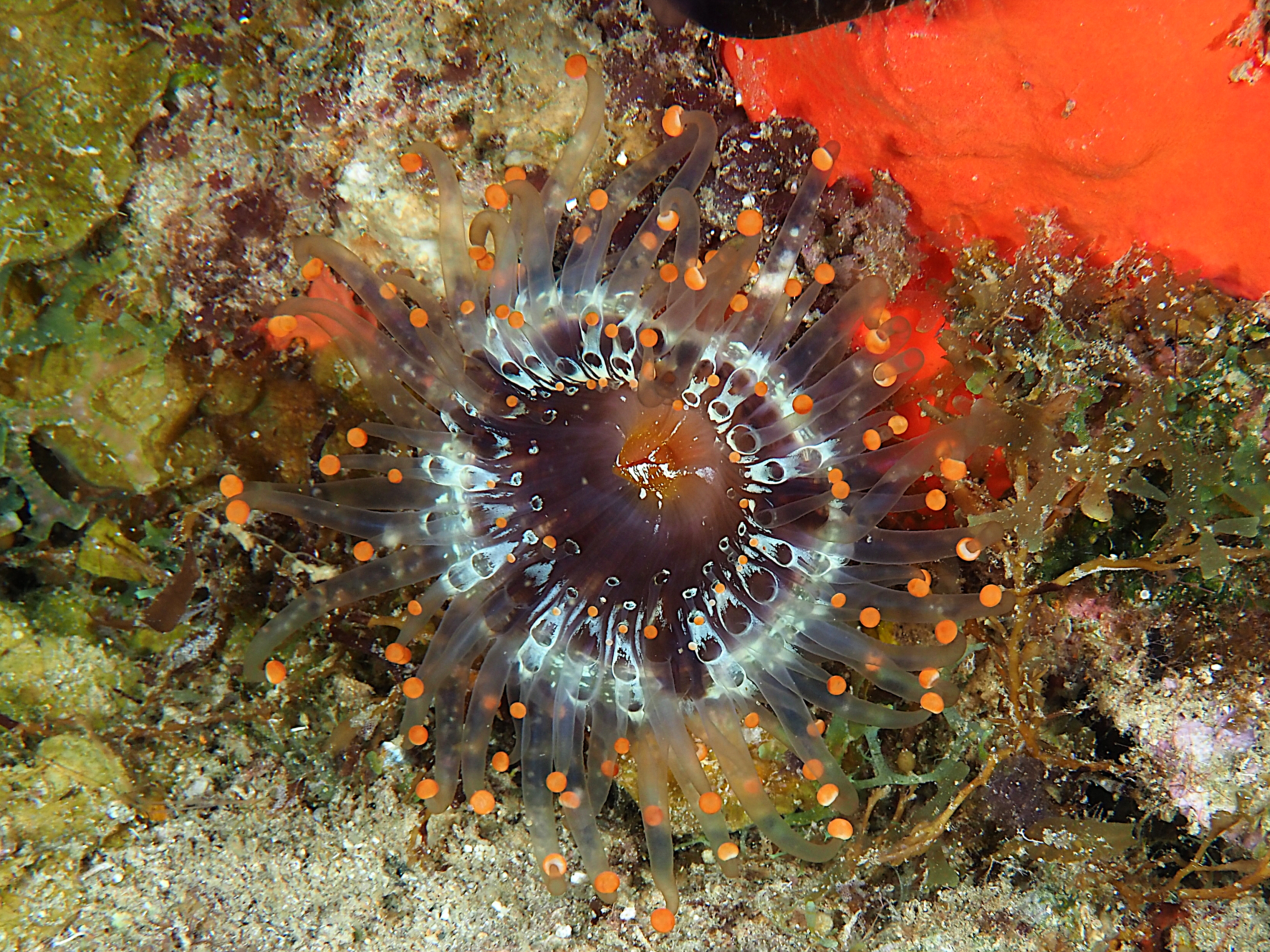 Orange Ball Corallimorph - Pseudocorynactis caribbeorum