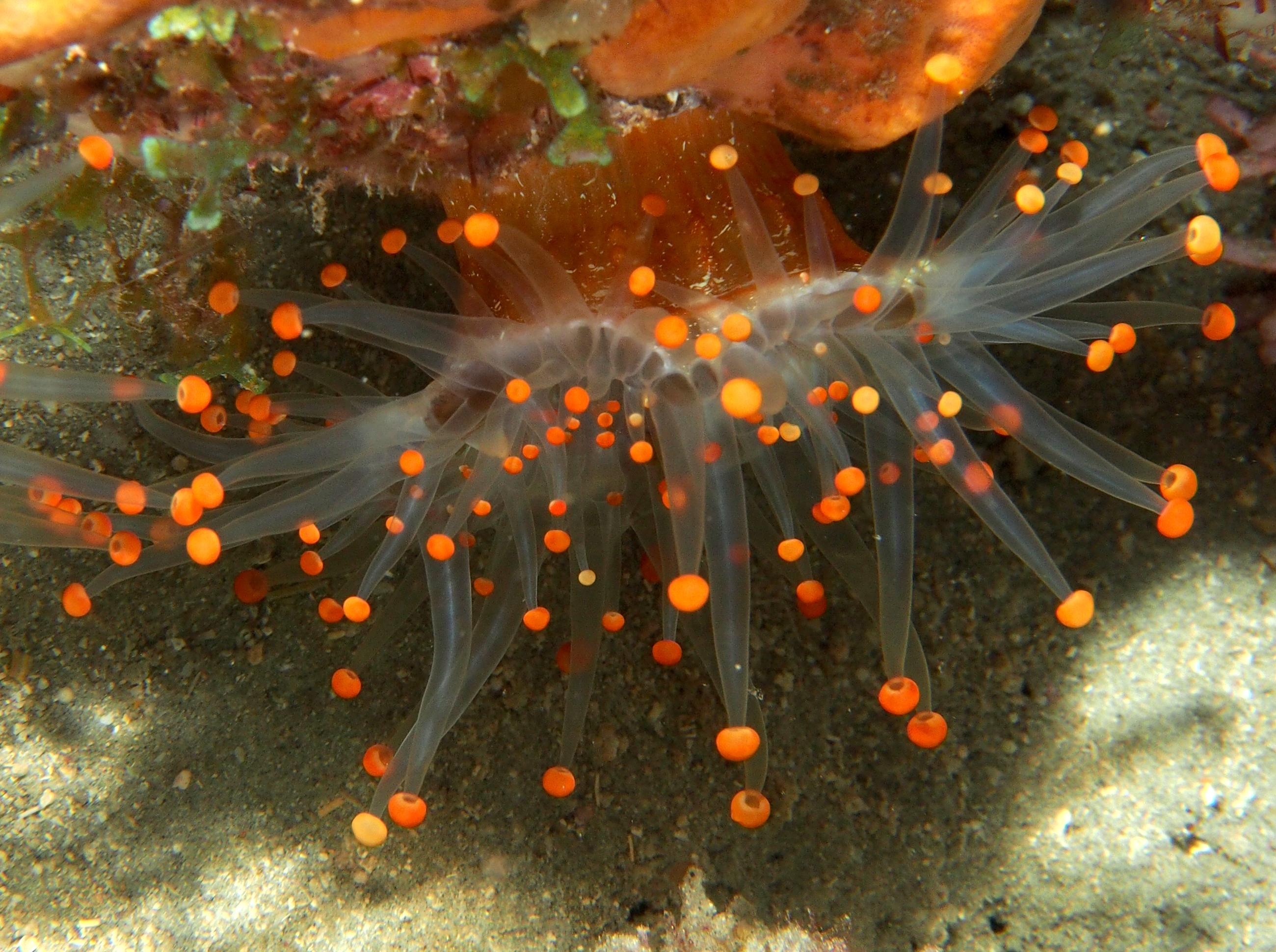 Orange Ball Corallimorph - Pseudocorynactis caribbeorum