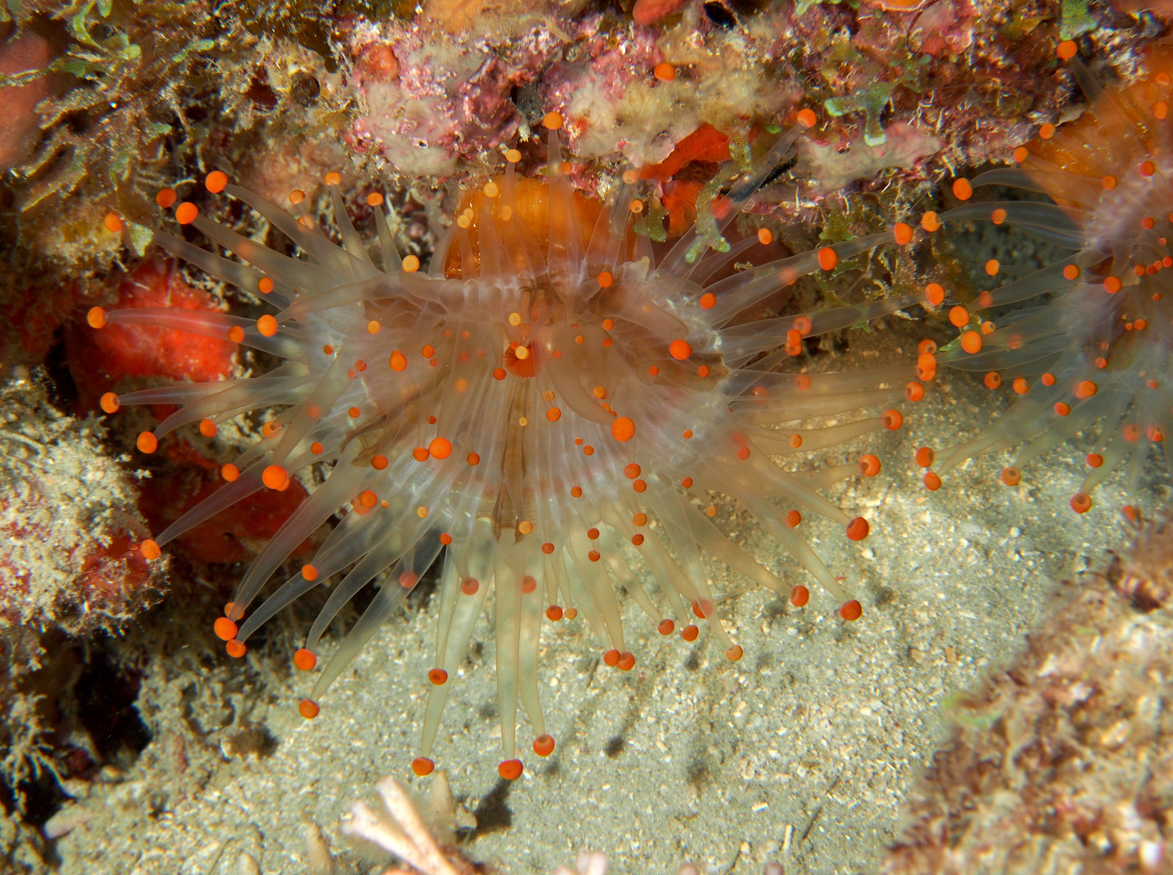 Orange Ball Corallimorph - Pseudocorynactis caribbeorum