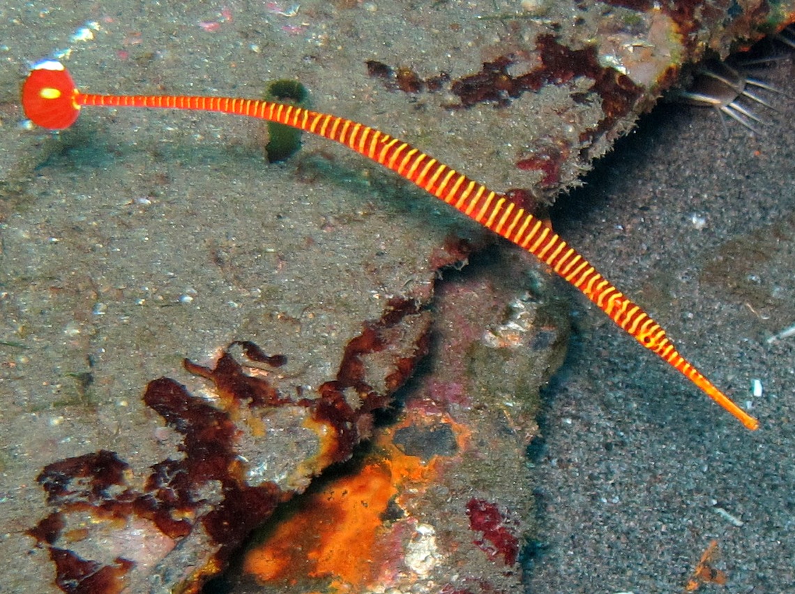Orange-Banded Pipefish - Doryrhamphus pessuliferus
