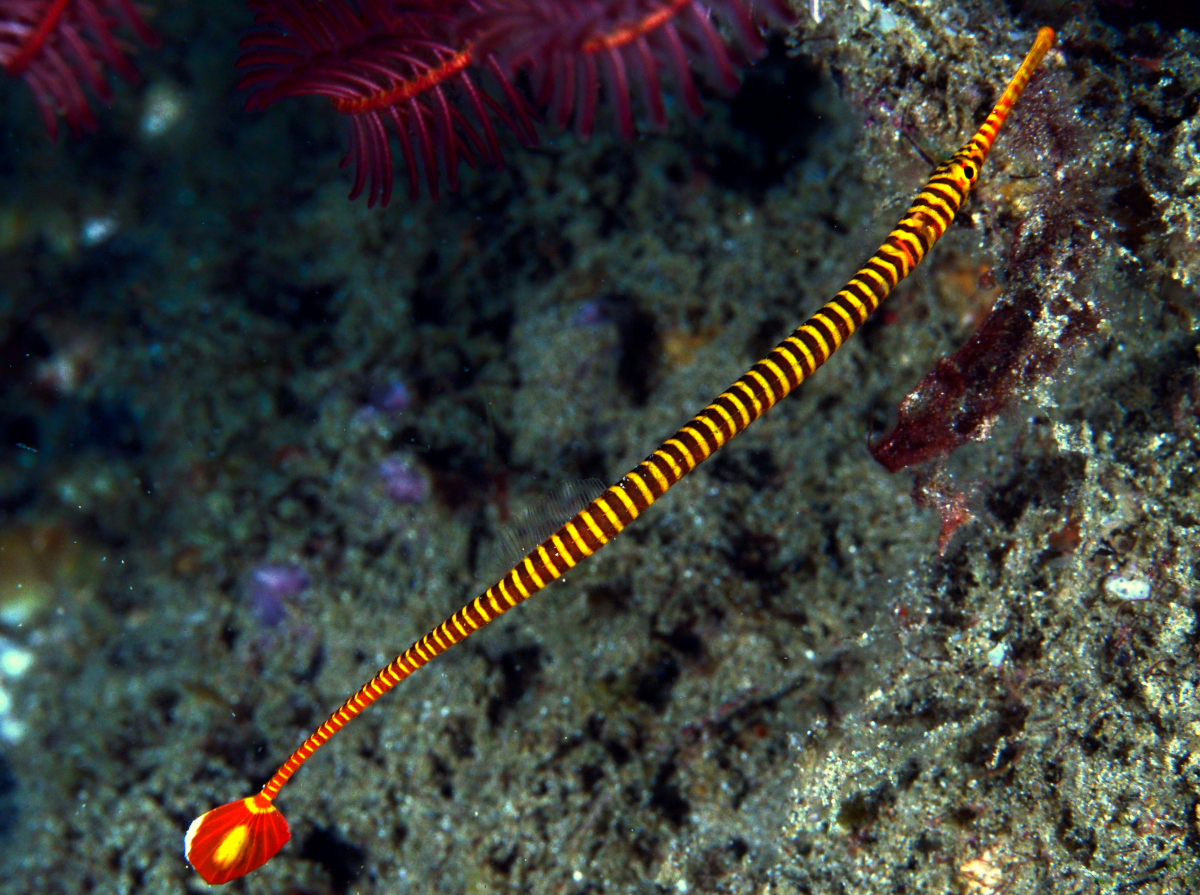 Orange-Banded Pipefish - Doryrhamphus pessuliferus